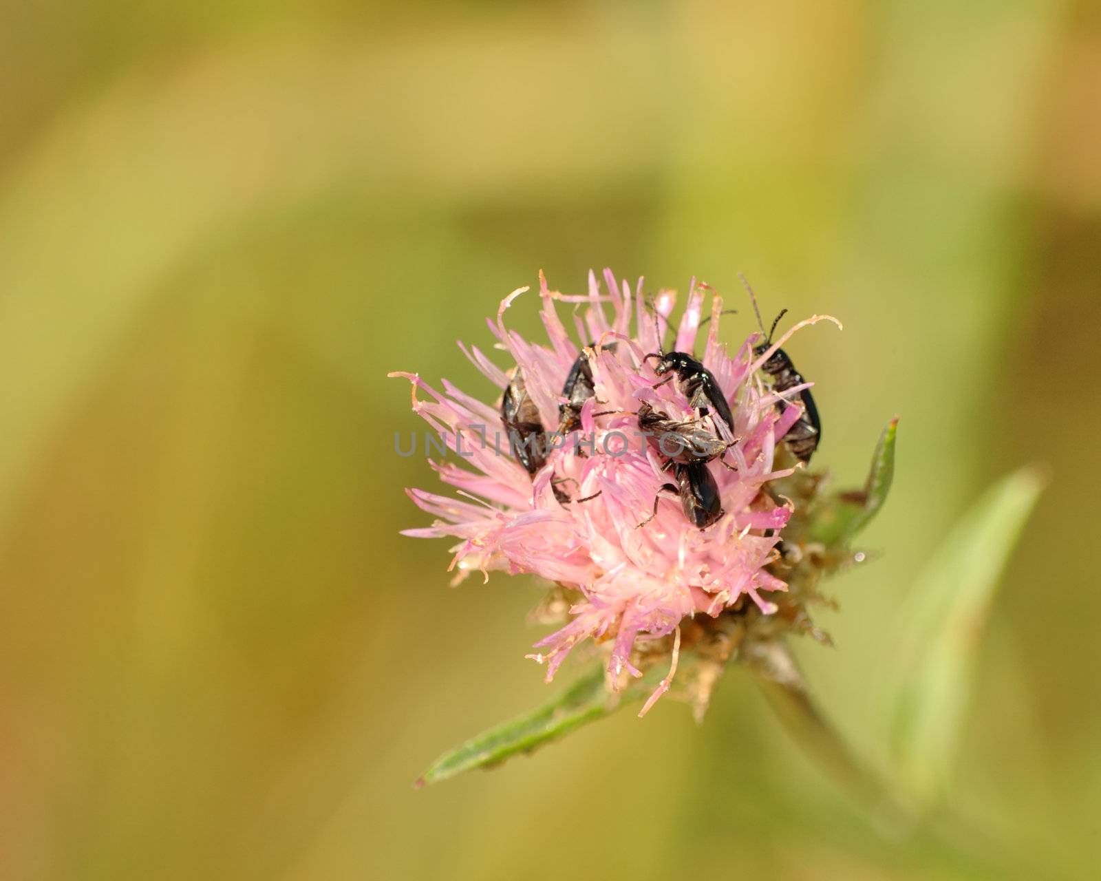 Beetles perched on a flower collecting pollen.