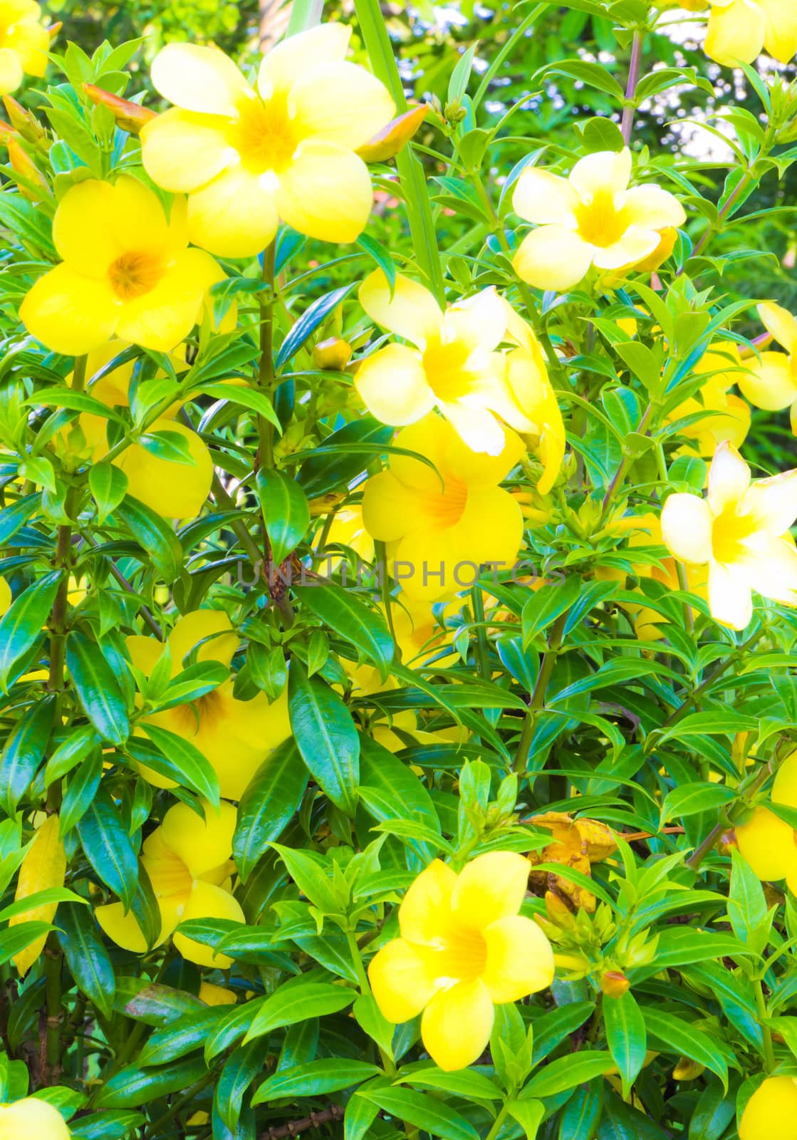 Flowers in the garden. by Na8011seeiN