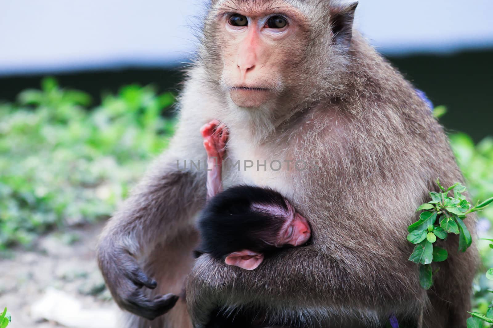 family of Mother and child Monkey