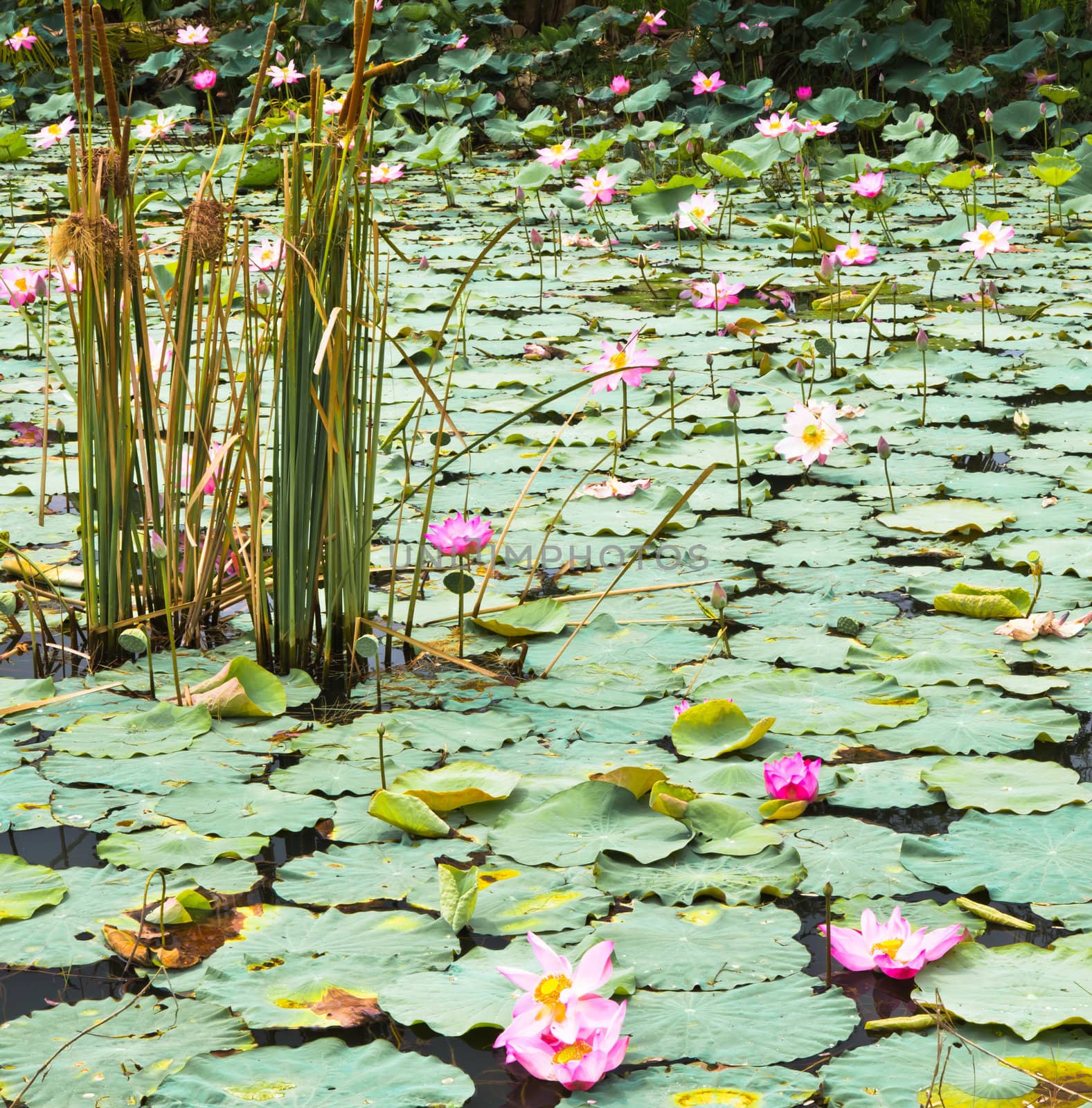 Lotus in the pond. by Na8011seeiN