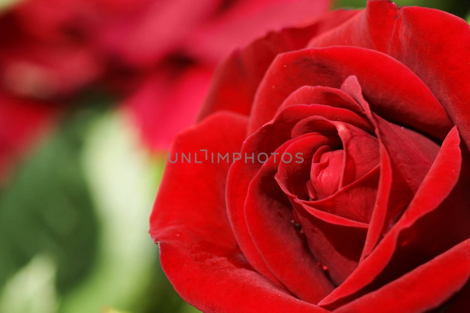 Eternal love symbol: beautiful red rose shot in the garden on a sunny day.