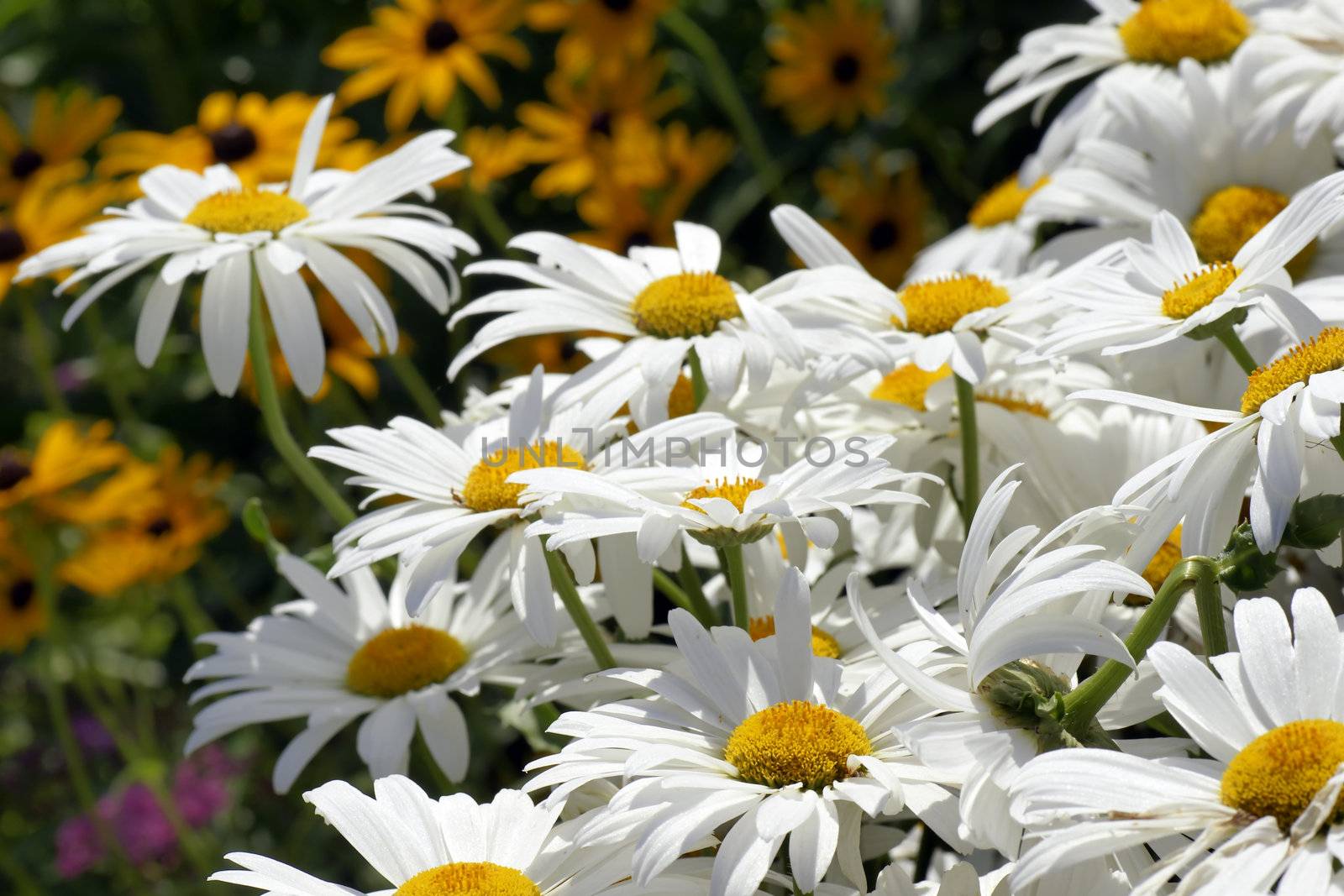 Simple and beautiful group of white daisies , perfect floral background.