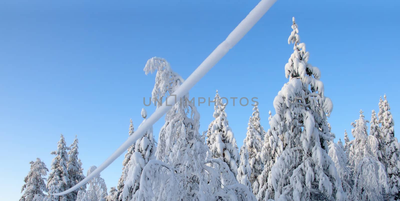 Heavy snow on trees and a phone line against a clear blue sky.