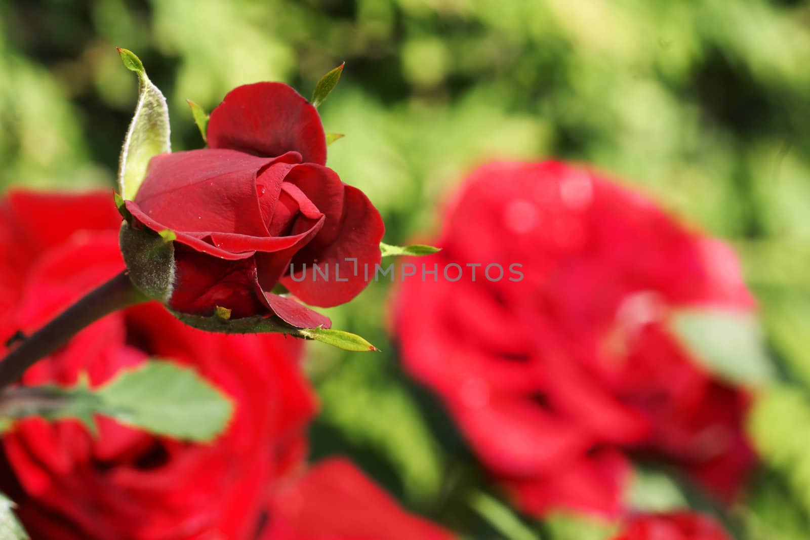 Beautiful red rose bud growing in the beautiful sunlit garden, perfect floral background.