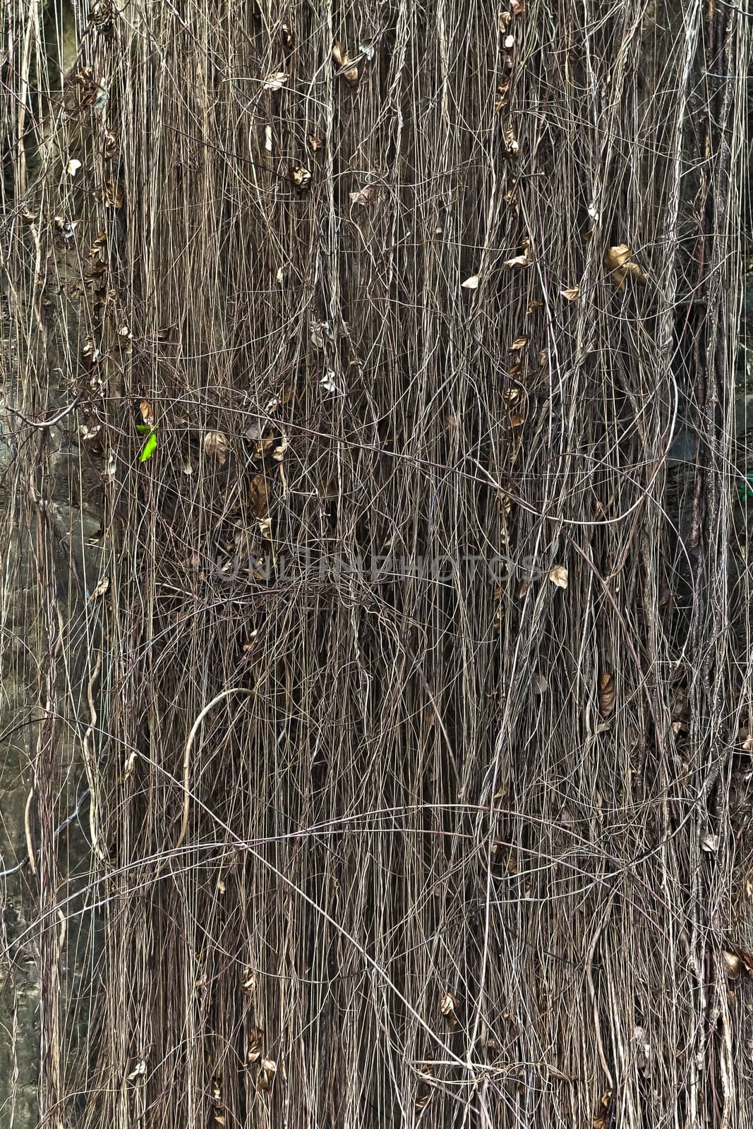 Vine wood in rainforest. by Na8011seeiN