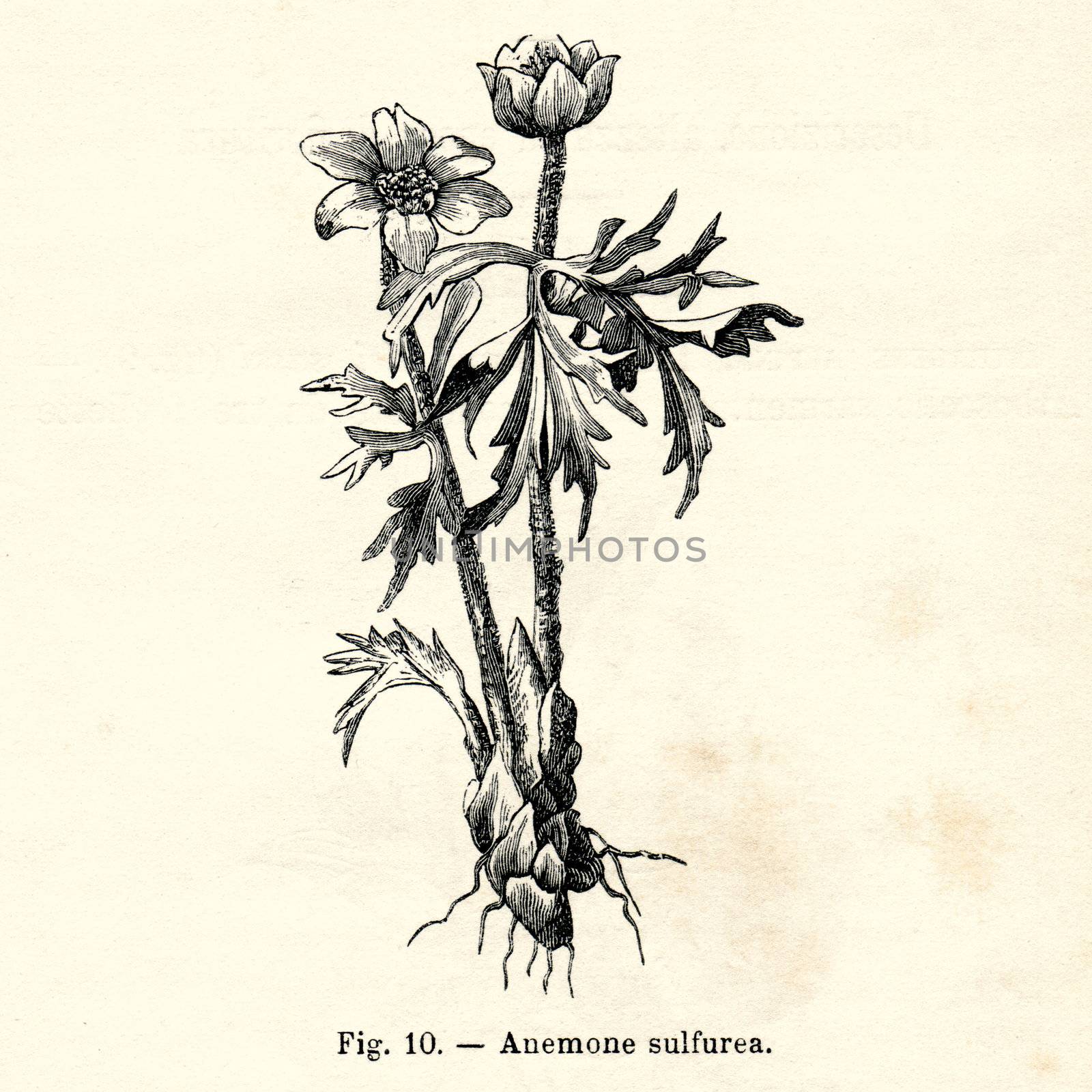 ITALY - CIRCA 1891: Vintage Anemone Sulfurea flower illustration circa 1891 in Italy