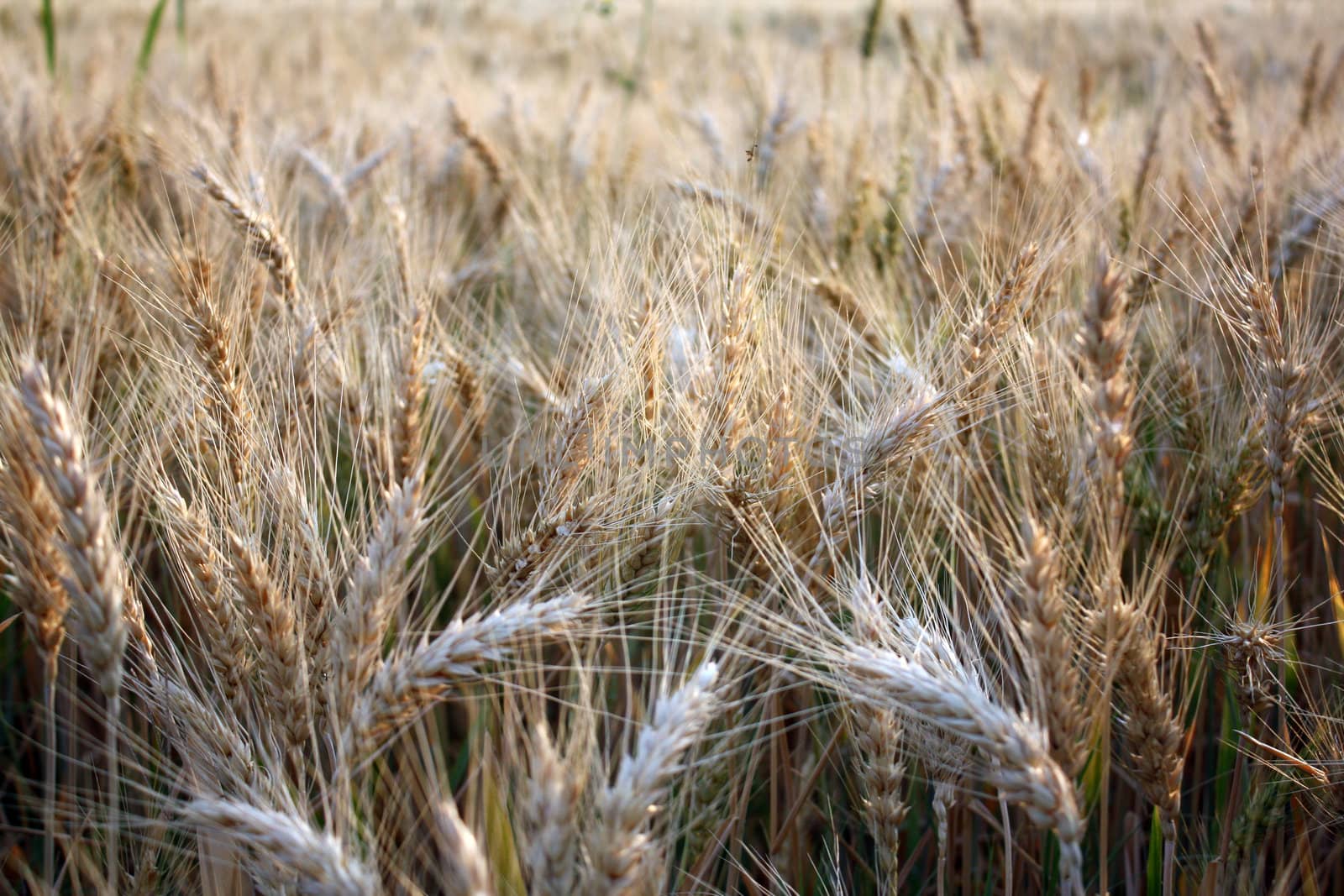 A background of wheat crop ready to harvest.