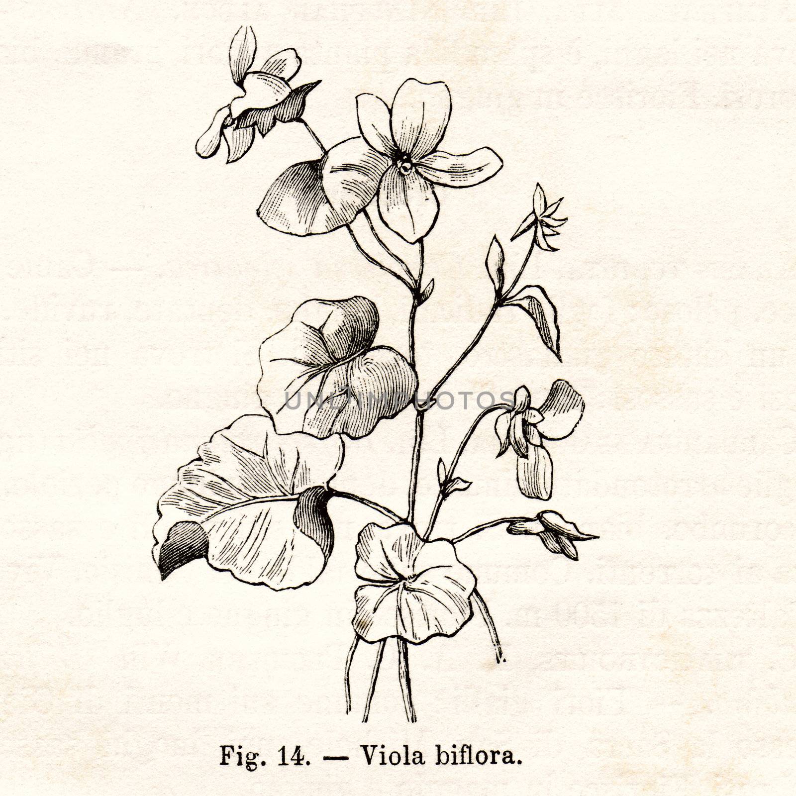 ITALY - CIRCA 1891: Vintage Viola Biblora flower illustration circa 1891 in Italy