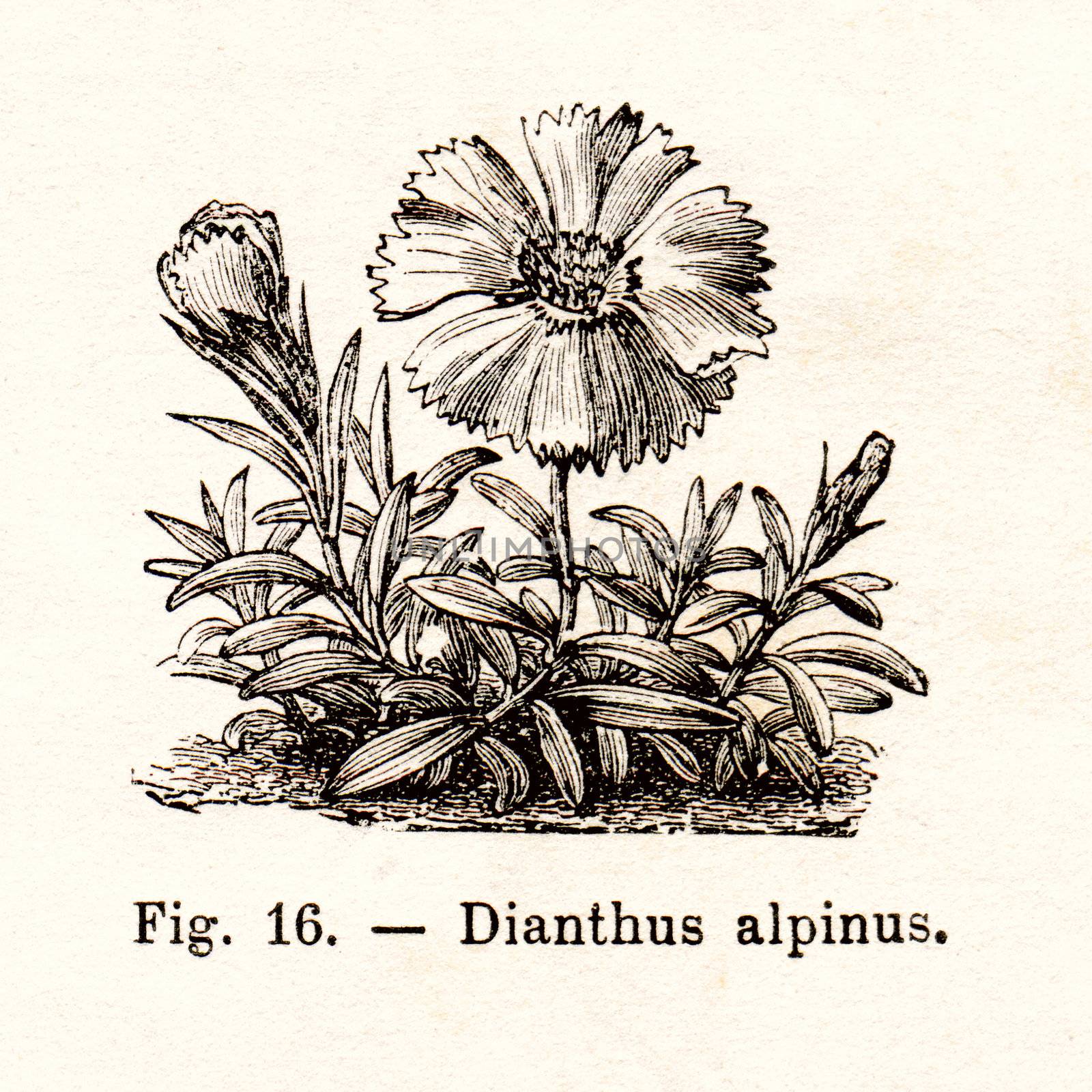 ITALY - CIRCA 1891: Vintage Dianthus Alpinus flower illustration circa 1891 in Italy