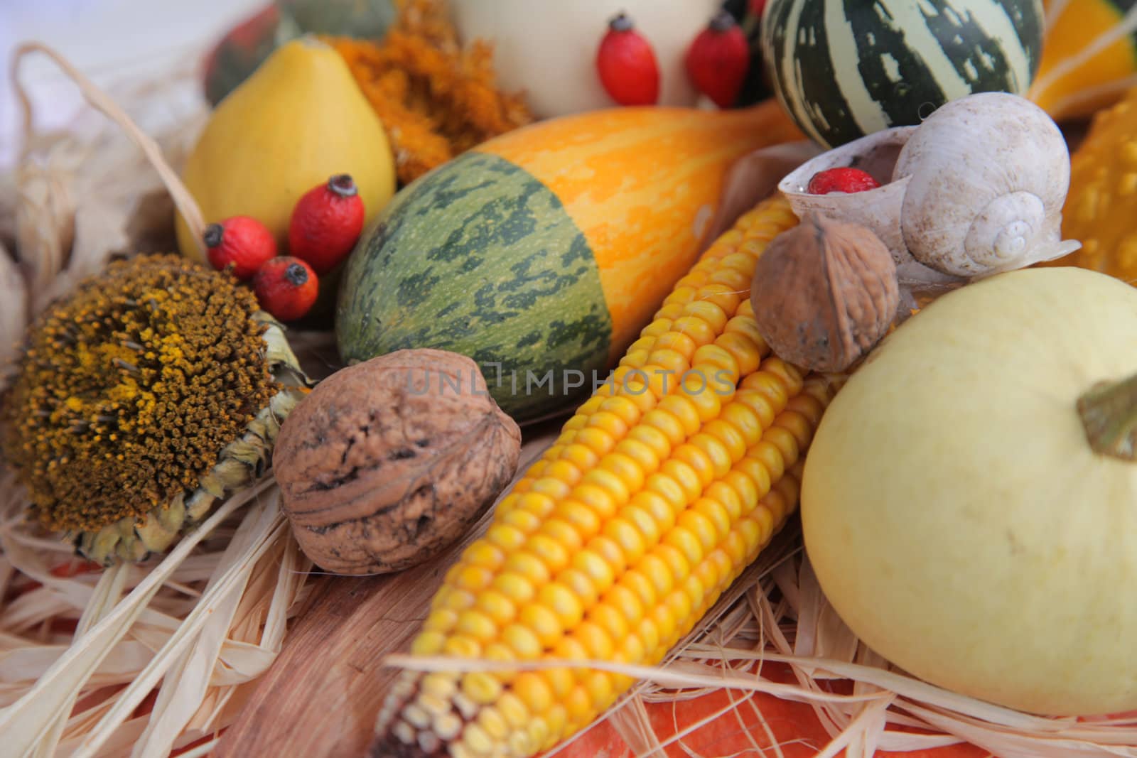 Autumn Harvest