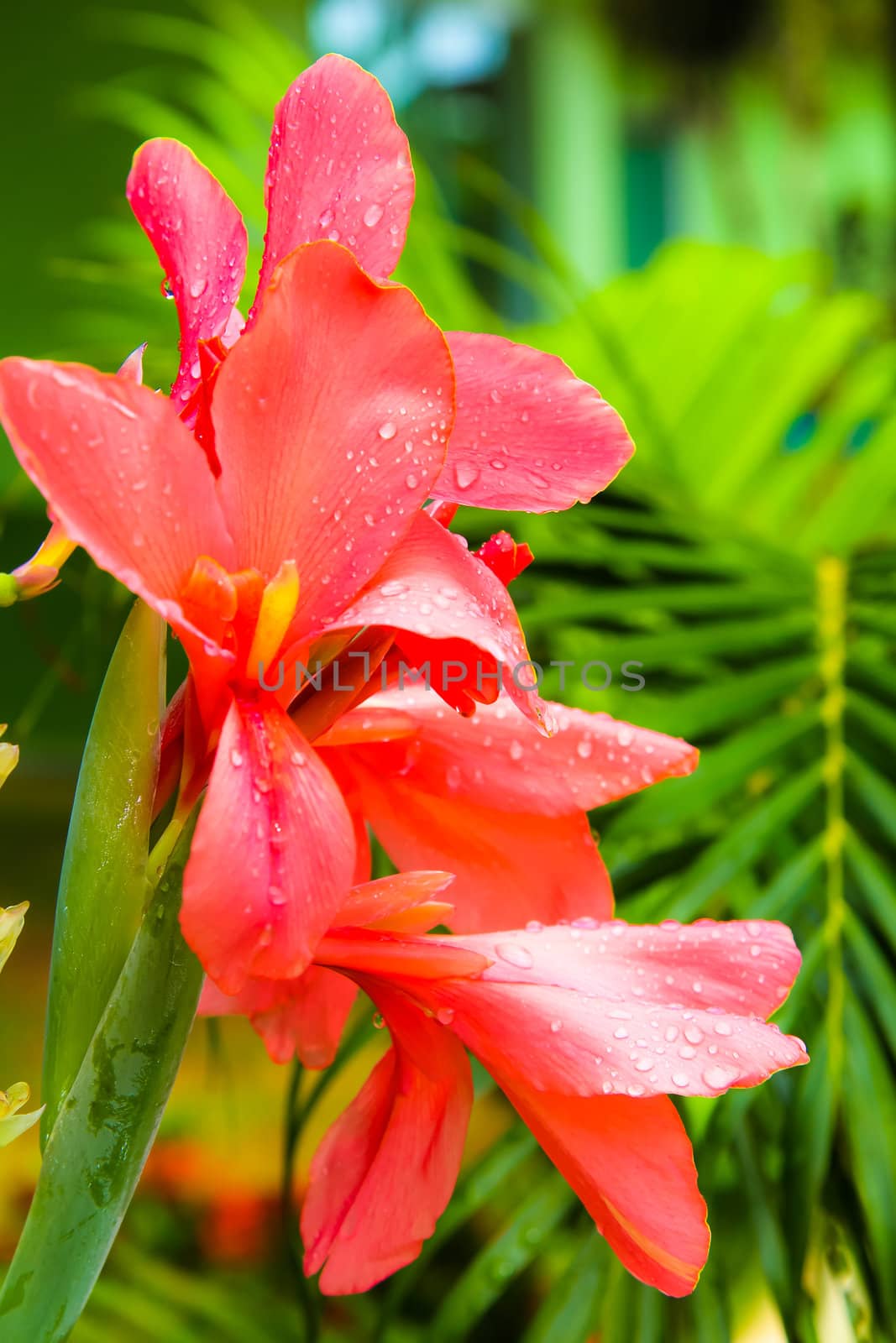 Flowers in the garden. by Na8011seeiN