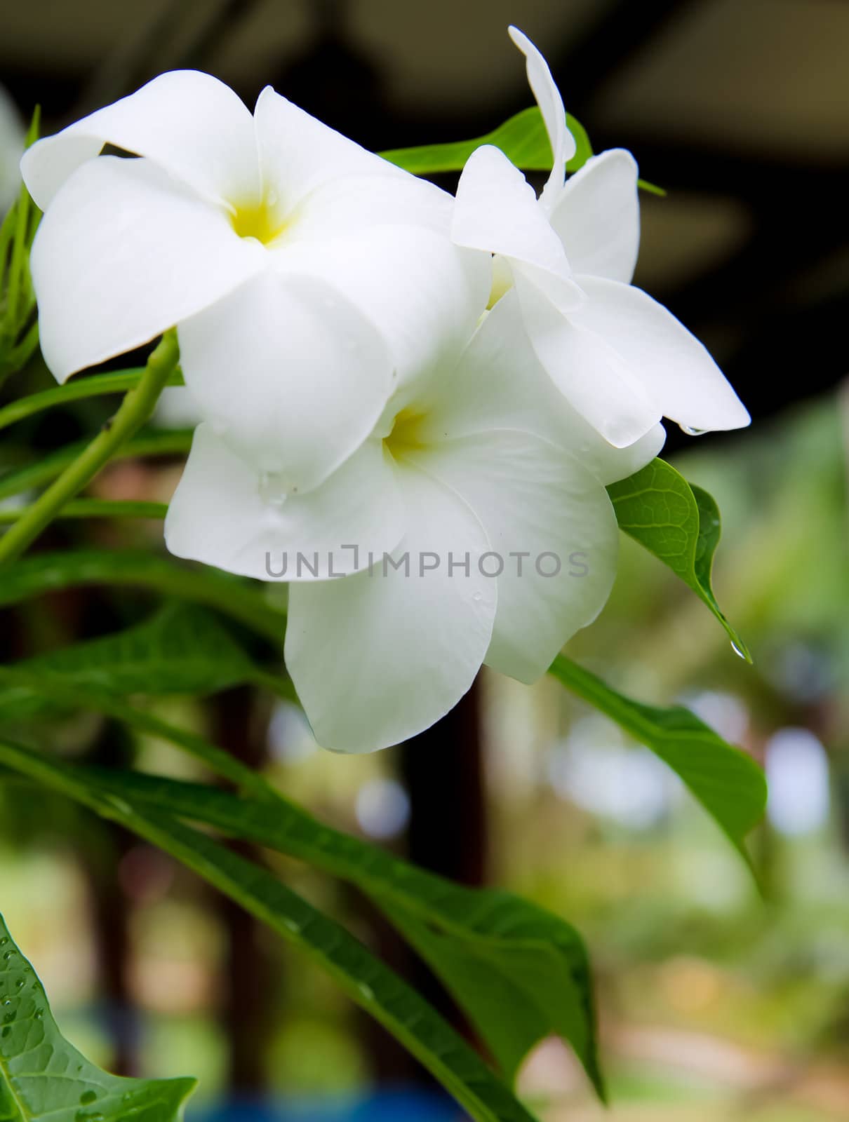 Flowers in the garden.