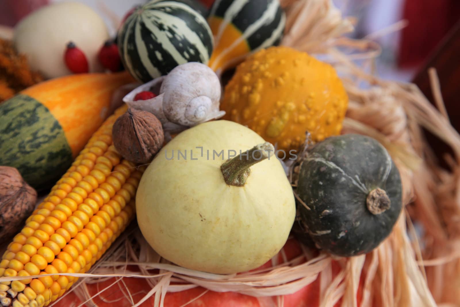 Autumn Harvest