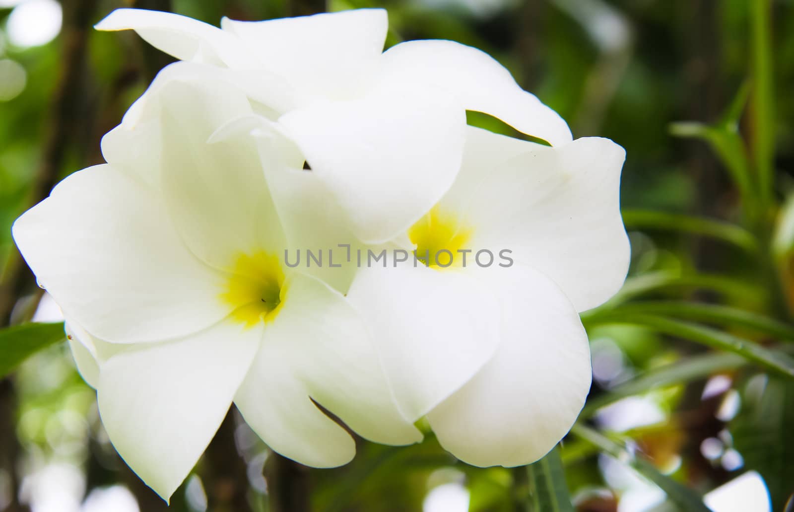 Flowers in the garden.