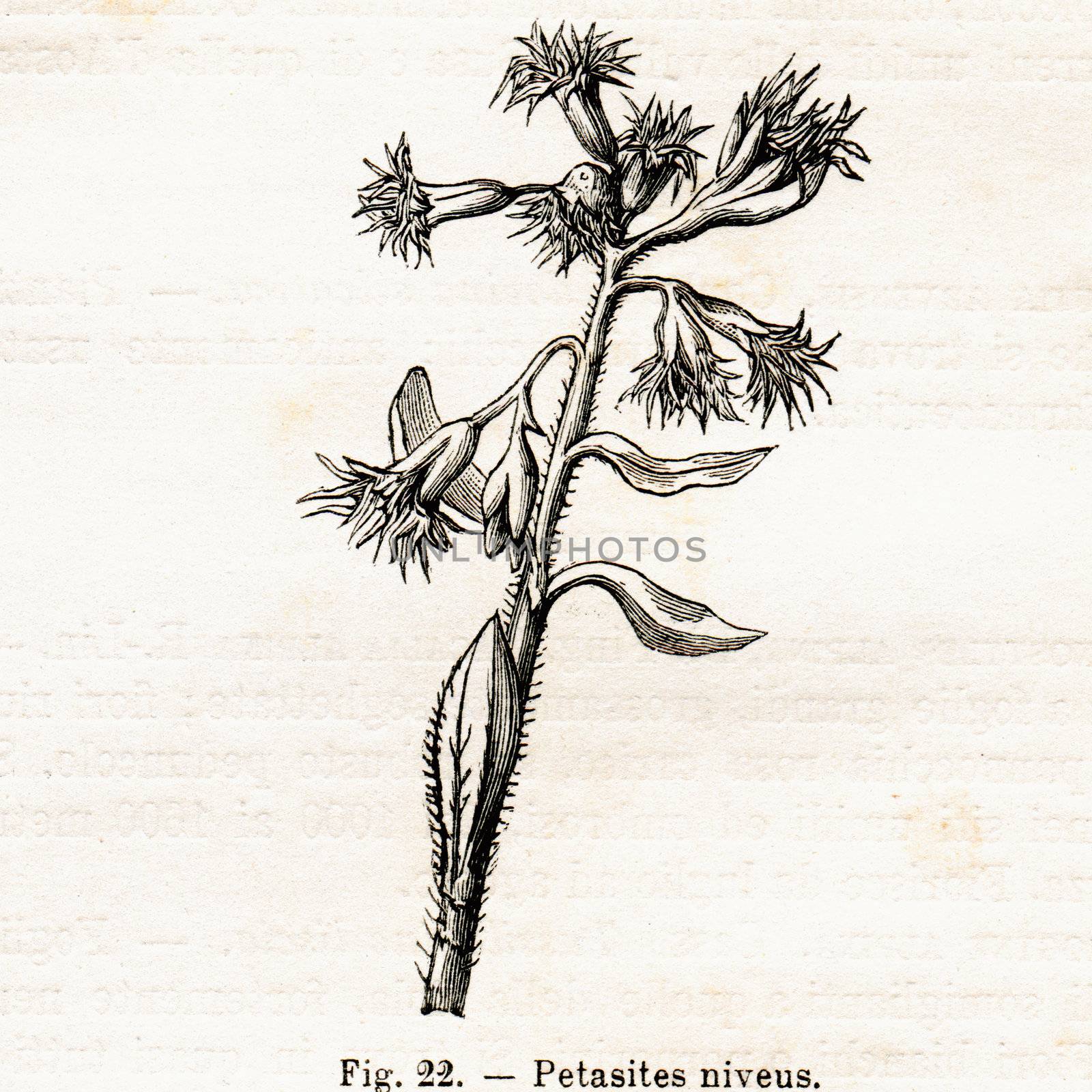 ITALY - CIRCA 1891: Vintage Petasites Niveus flower illustration circa 1891 in Italy