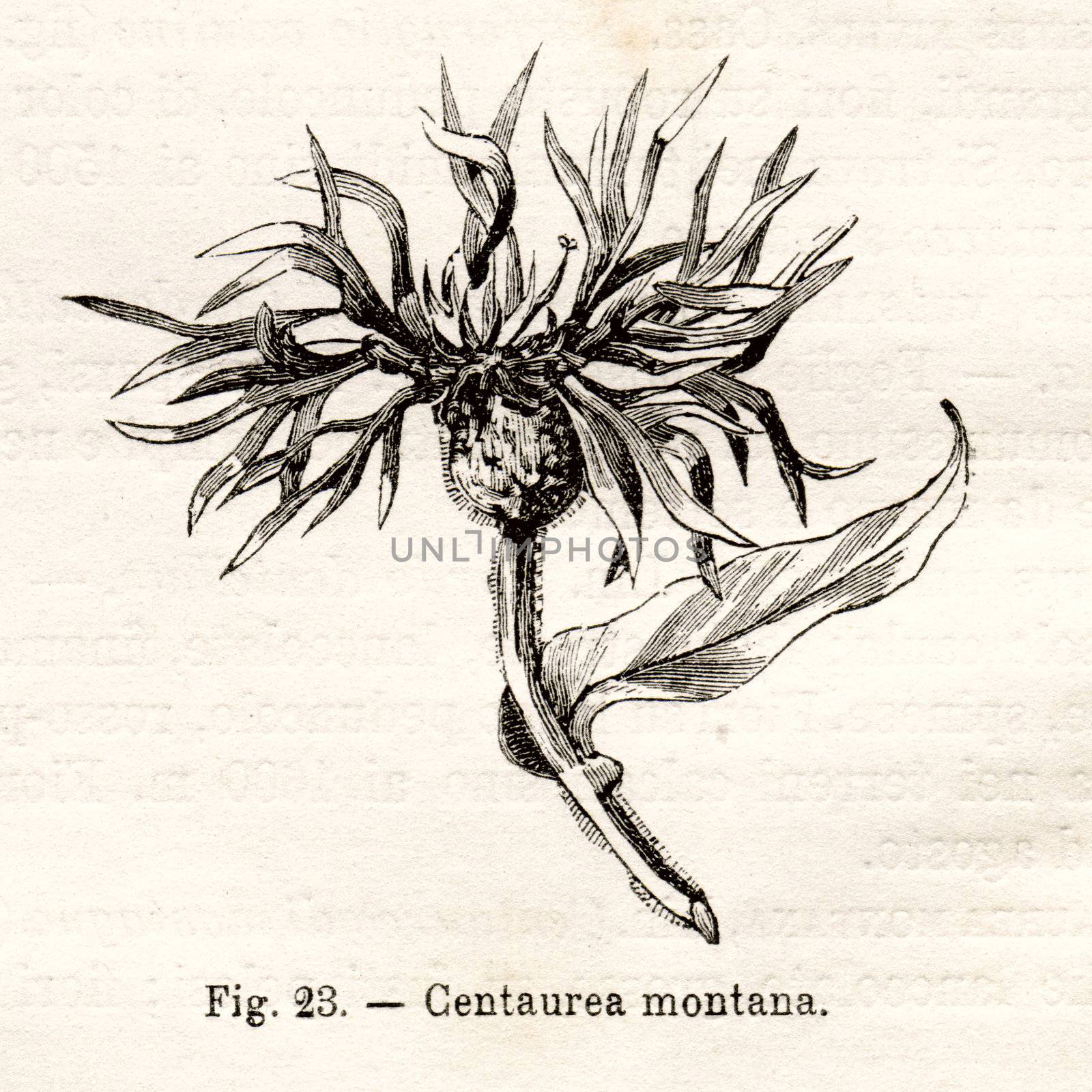 ITALY - CIRCA 1891: Vintage Centaurea Montana flower illustration circa 1891 in Italy