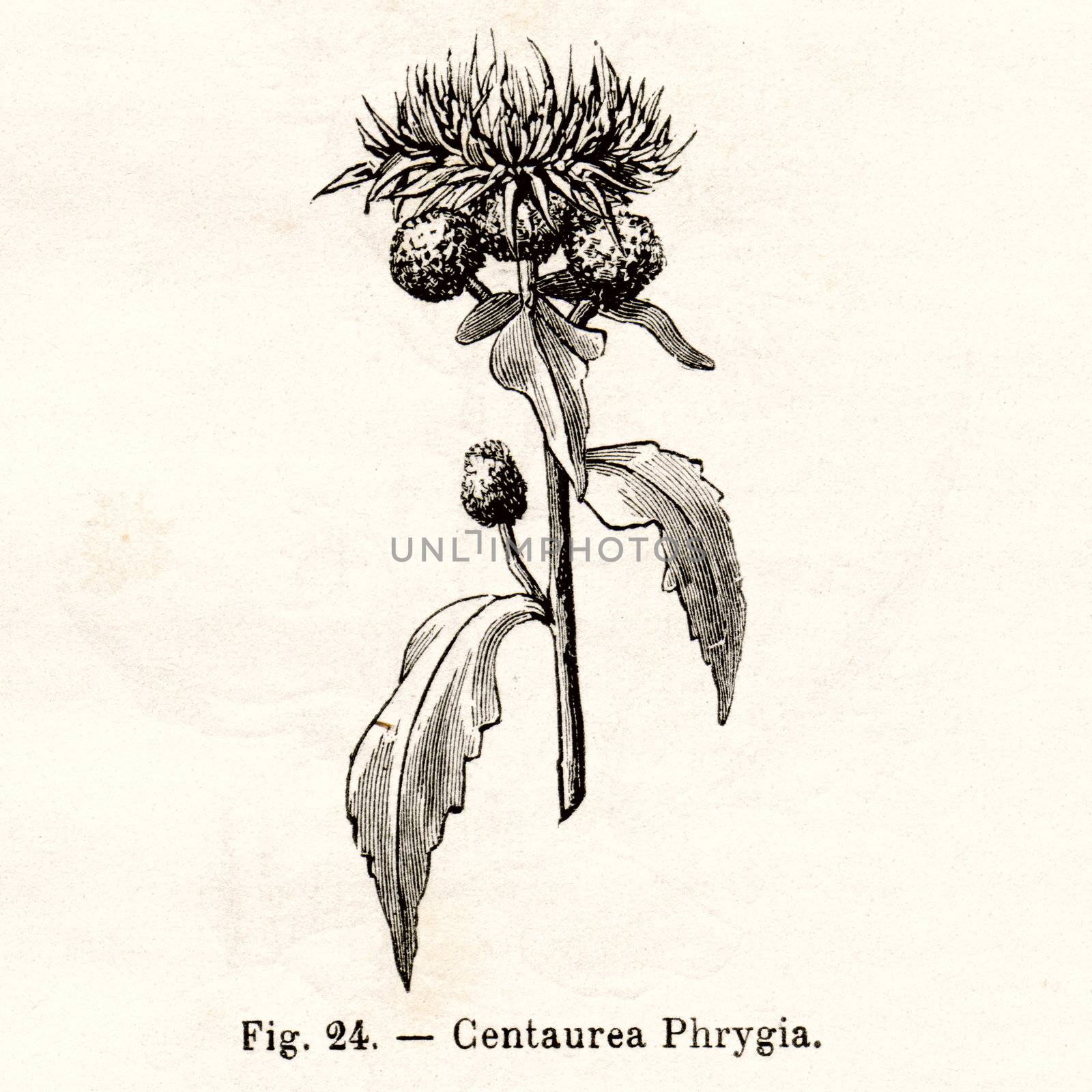 ITALY - CIRCA 1891: Vintage Centaurea Phrygia flower illustration circa 1891 in Italy