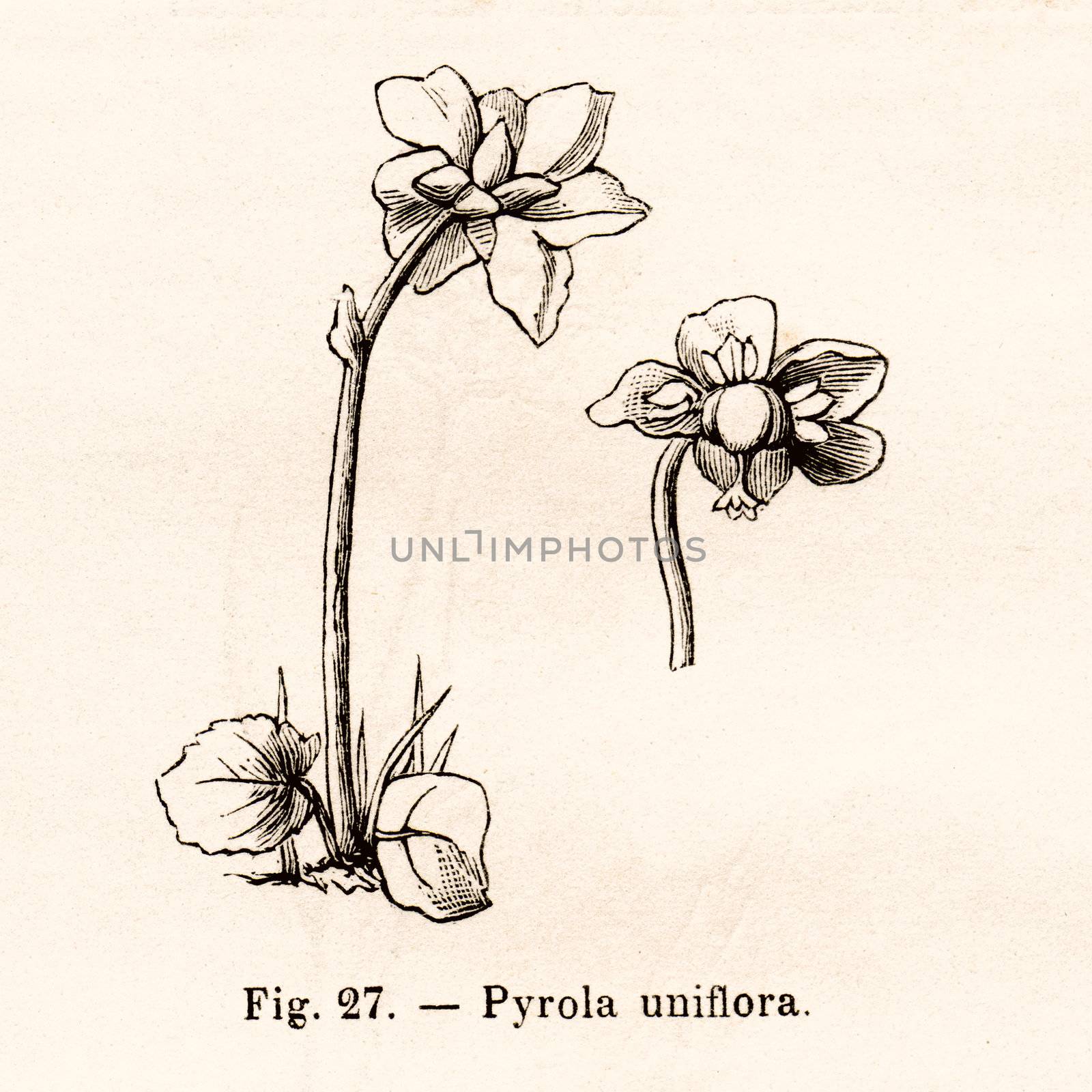 ITALY - CIRCA 1891: Vintage Pyrola Uniflora flower illustration circa 1891 in Italy