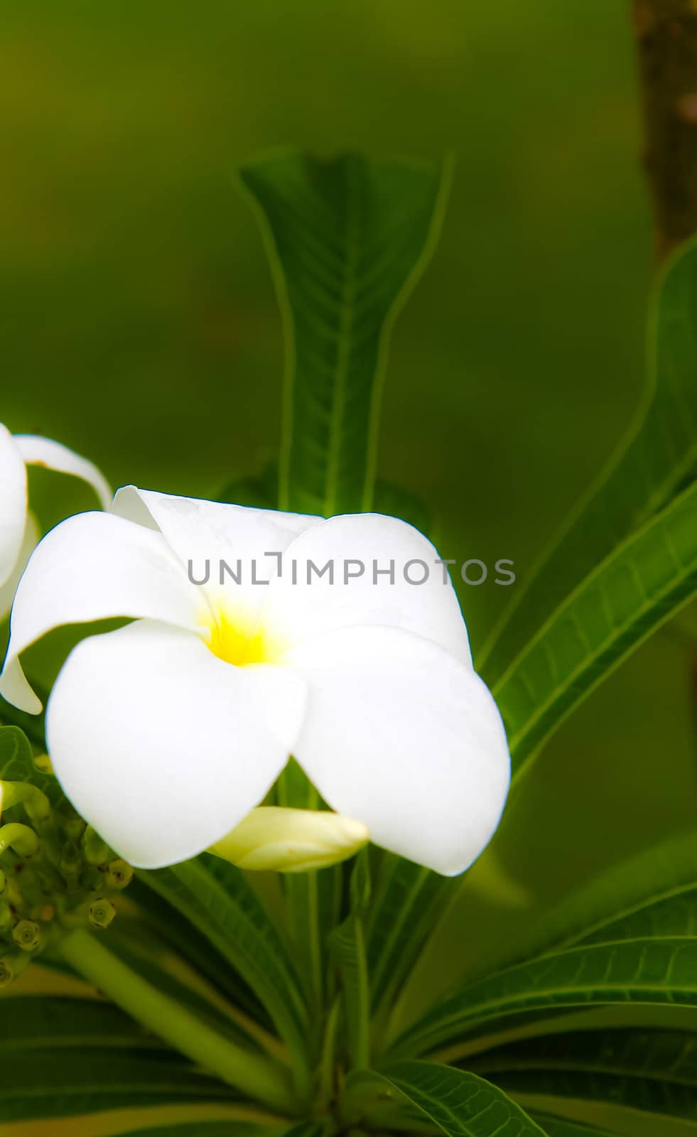 Flowers in the garden. by Na8011seeiN