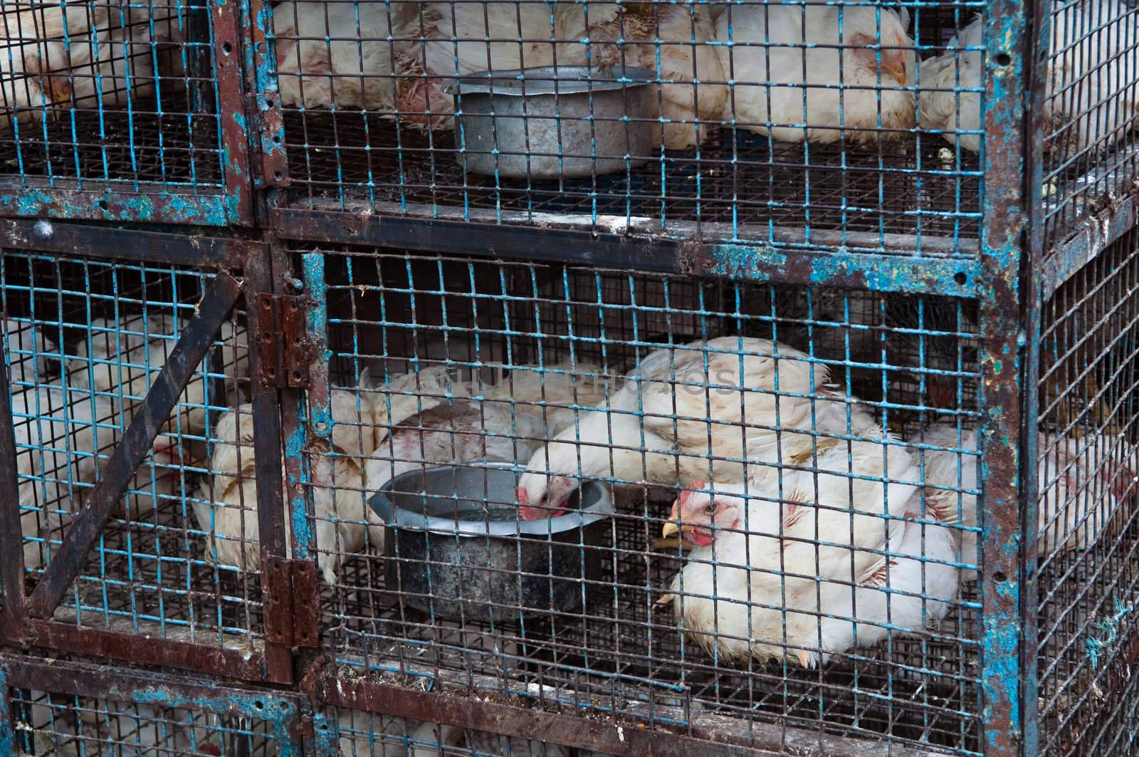 Chickens for sale in Cage