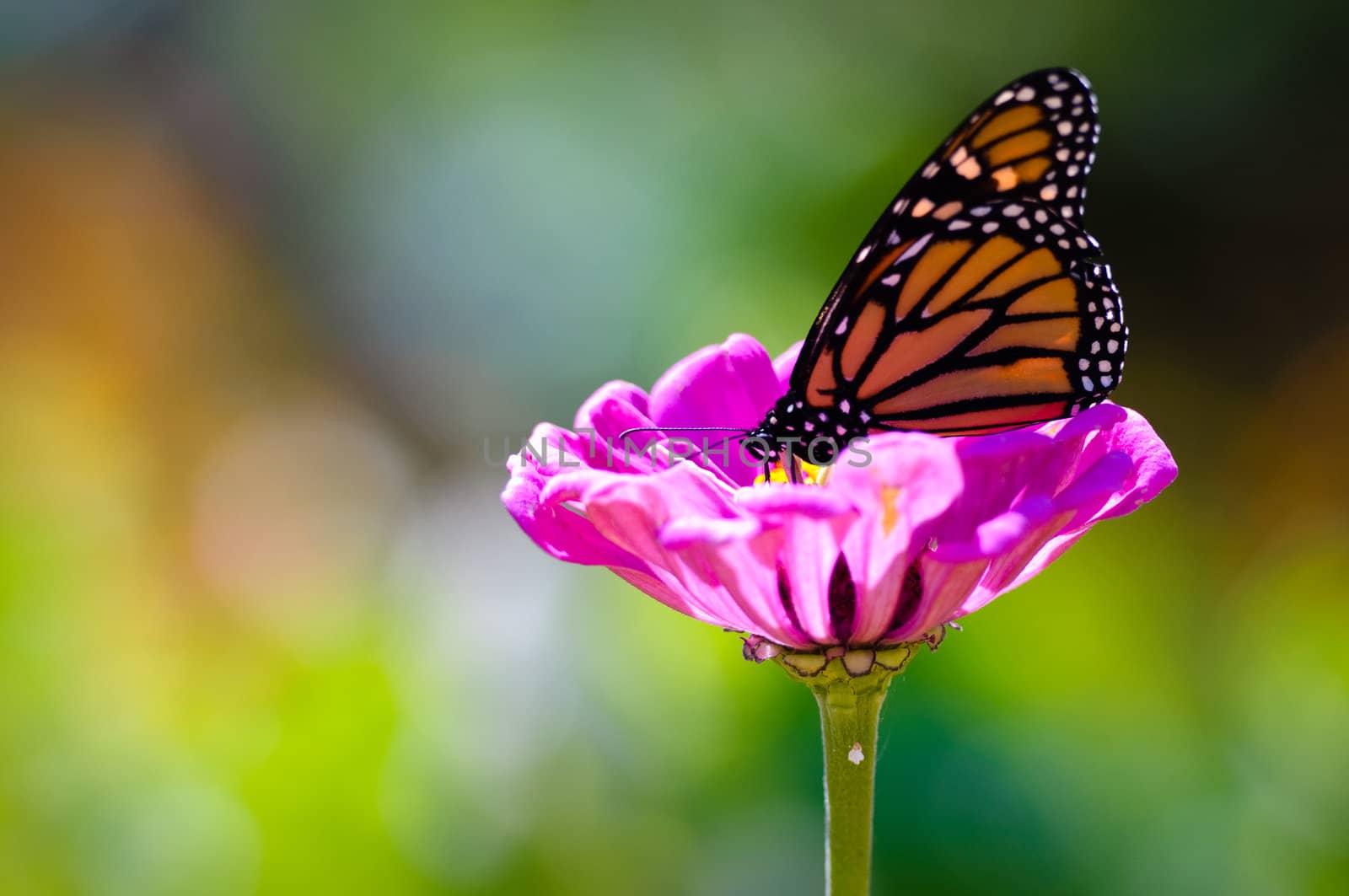 Monarch on Purple Flower
