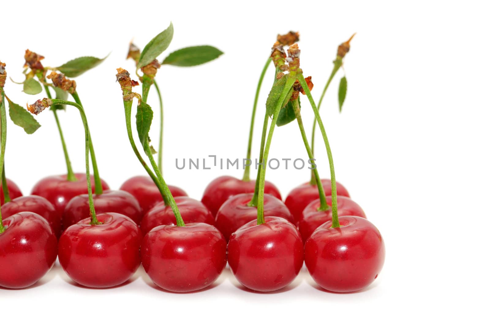 cherries isolated on a white background                                    