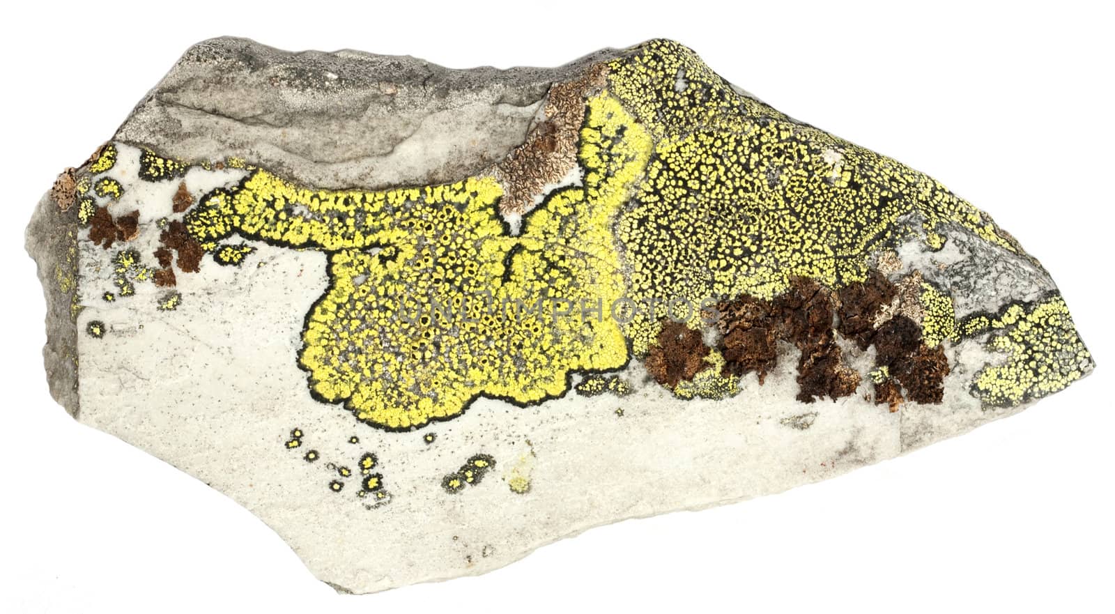 Different species of lichen on a piece of slate