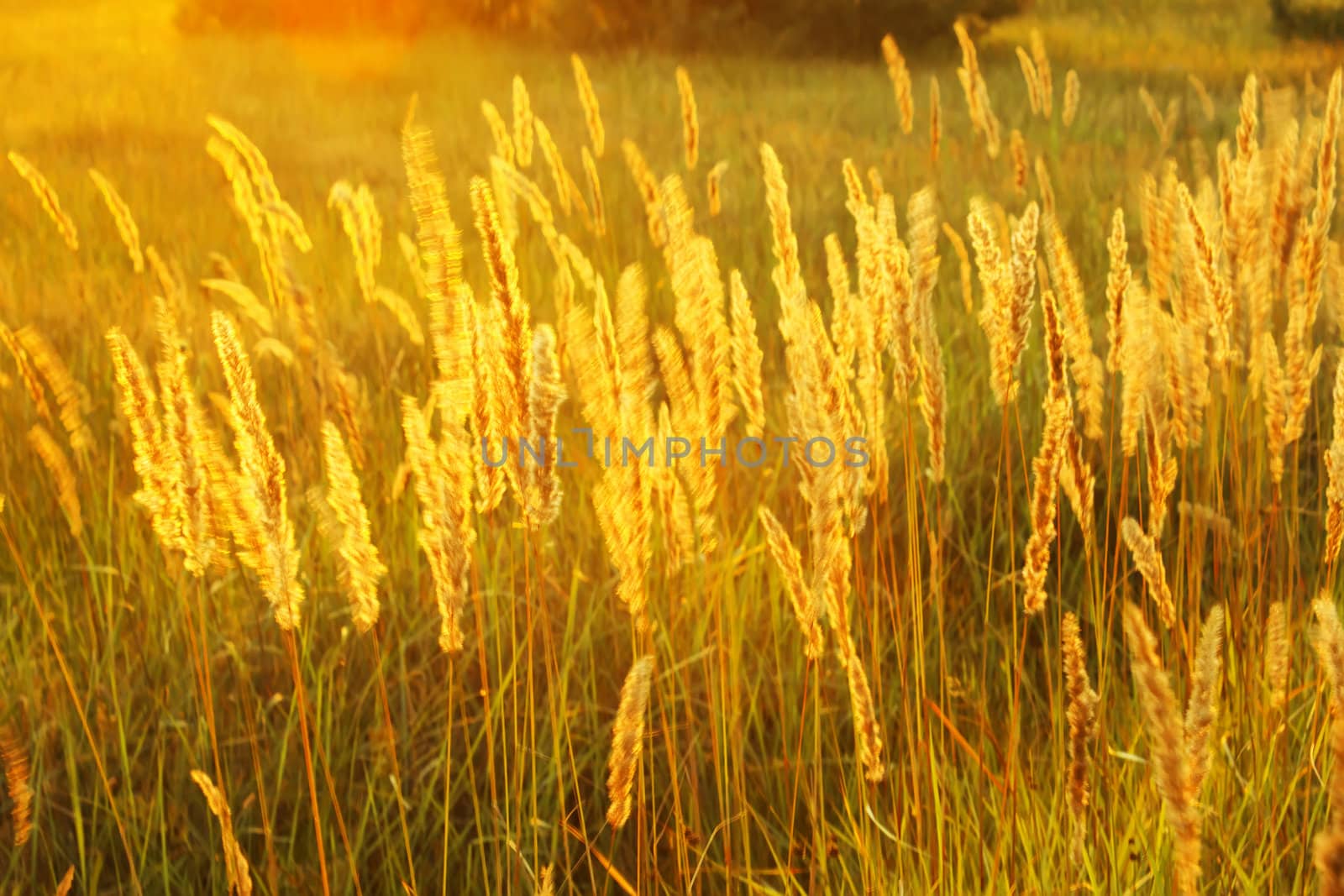 Grass in sunny haze by qiiip