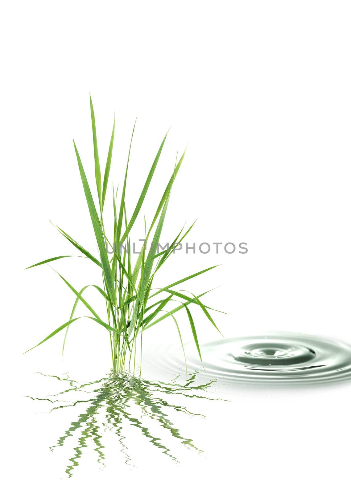 Nature concept. Bunch of green grass near splashing water on white background