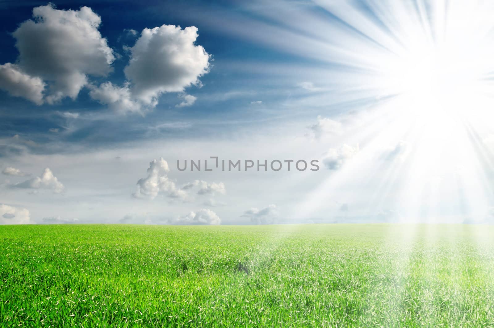 field and sun