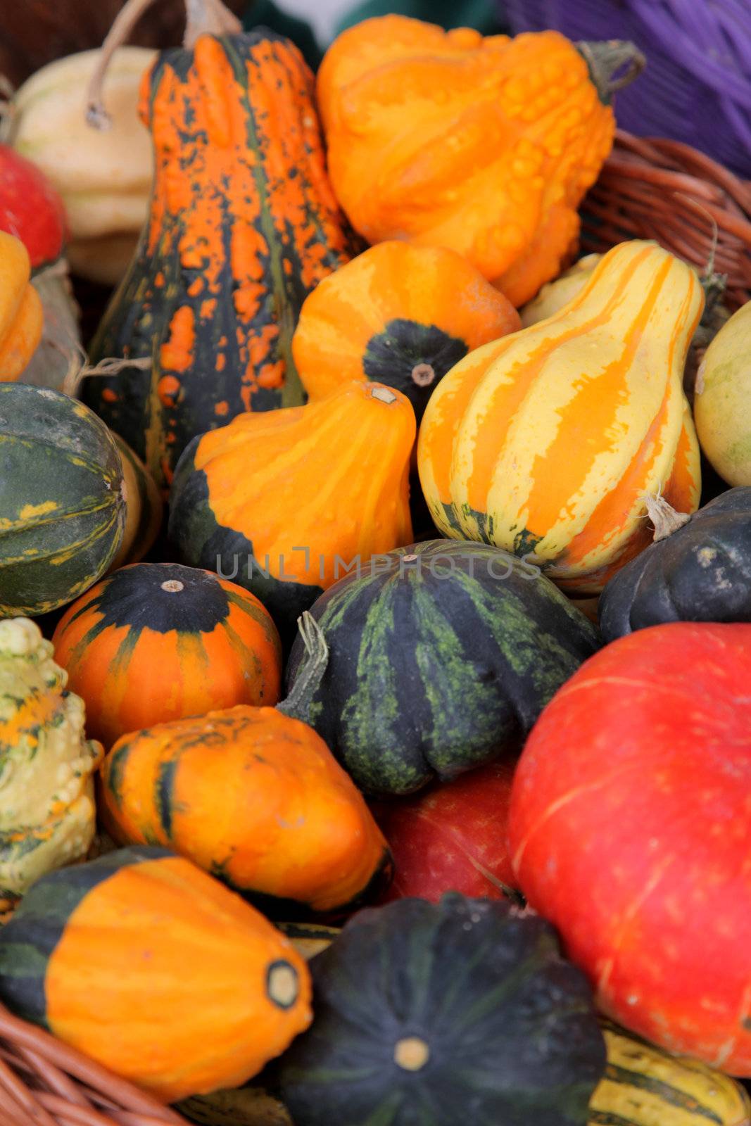 Colorful pumpkins collection