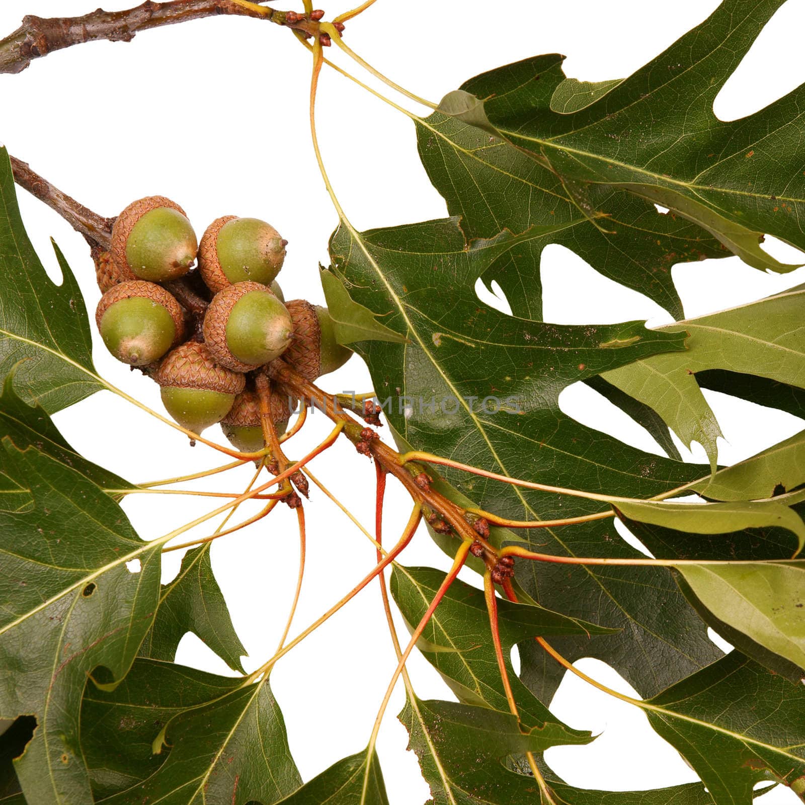 Acorns on an oak branch with leaves