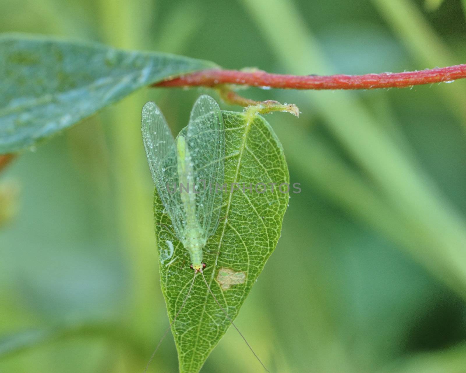 A green lacewing perched on a plant leaf.