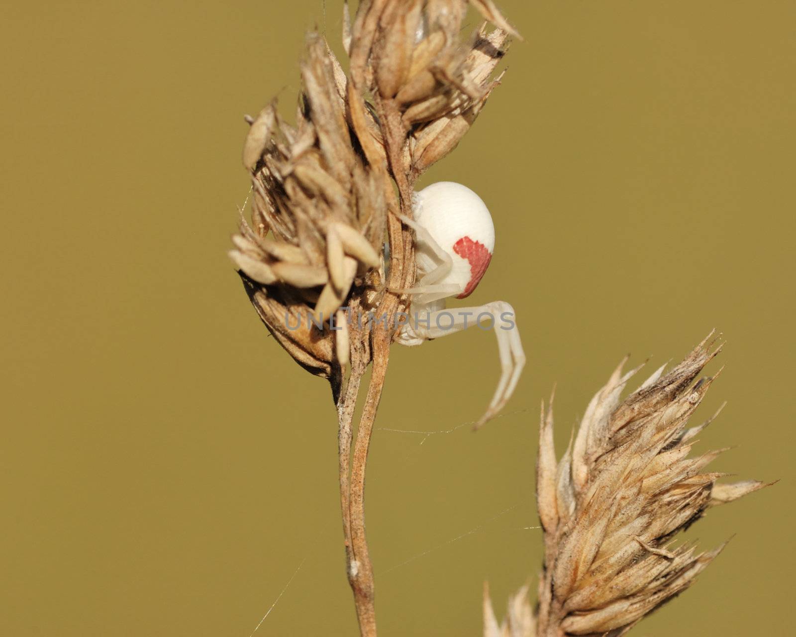 Goldenrod Spider perched on top of a grass stem with seeds.