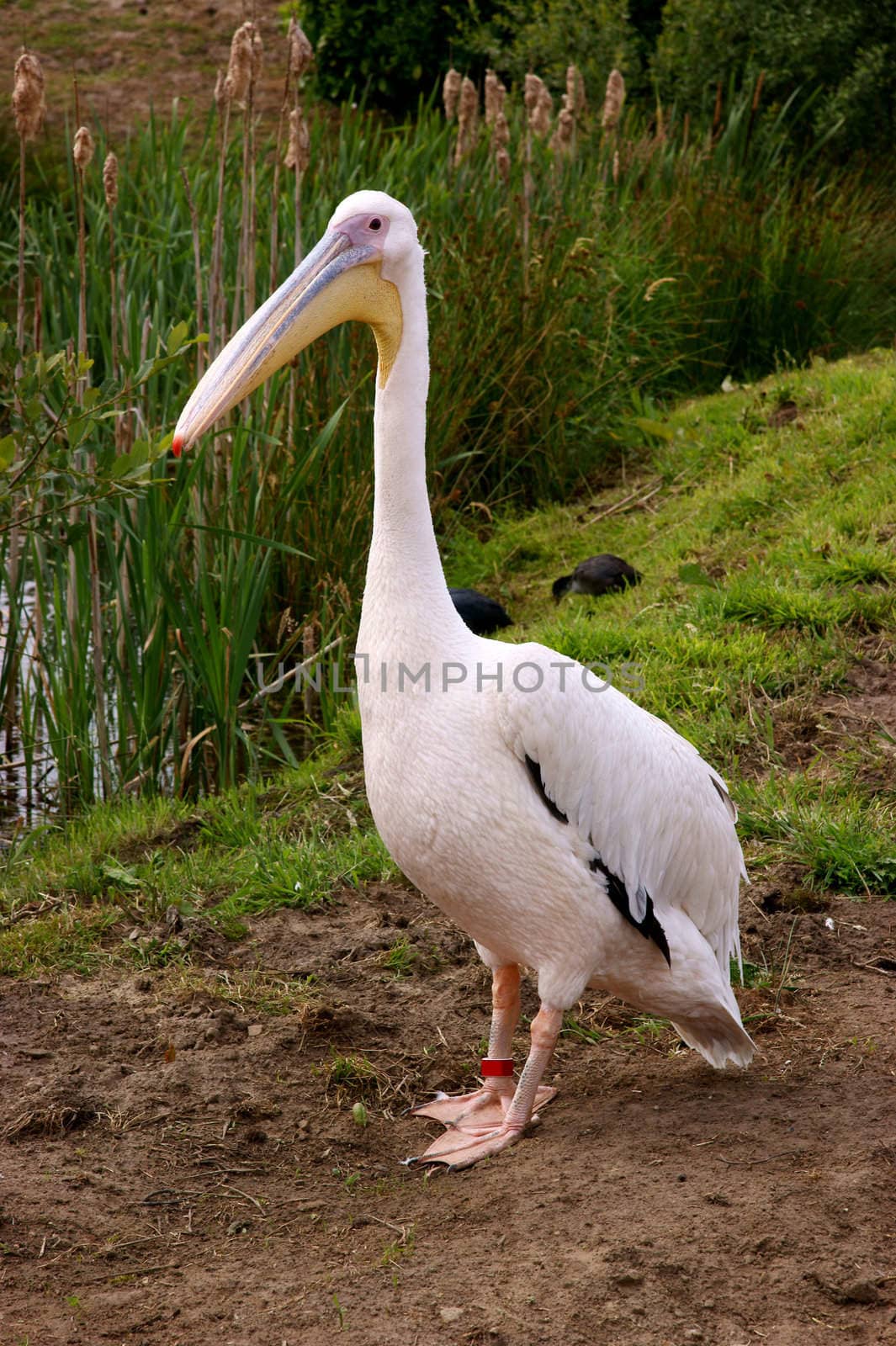 Pelican waiting in the grass next to a pond