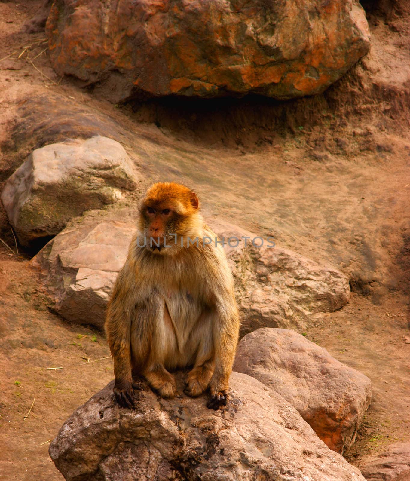 Berber monkey sitting on a rock