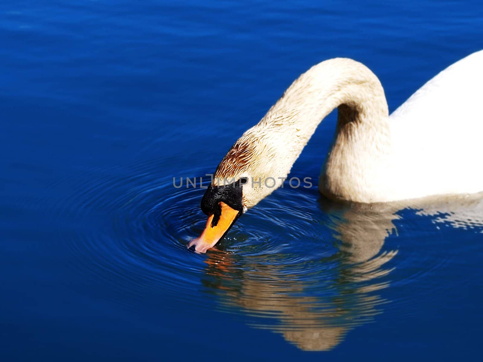 Mute swan drinking water
