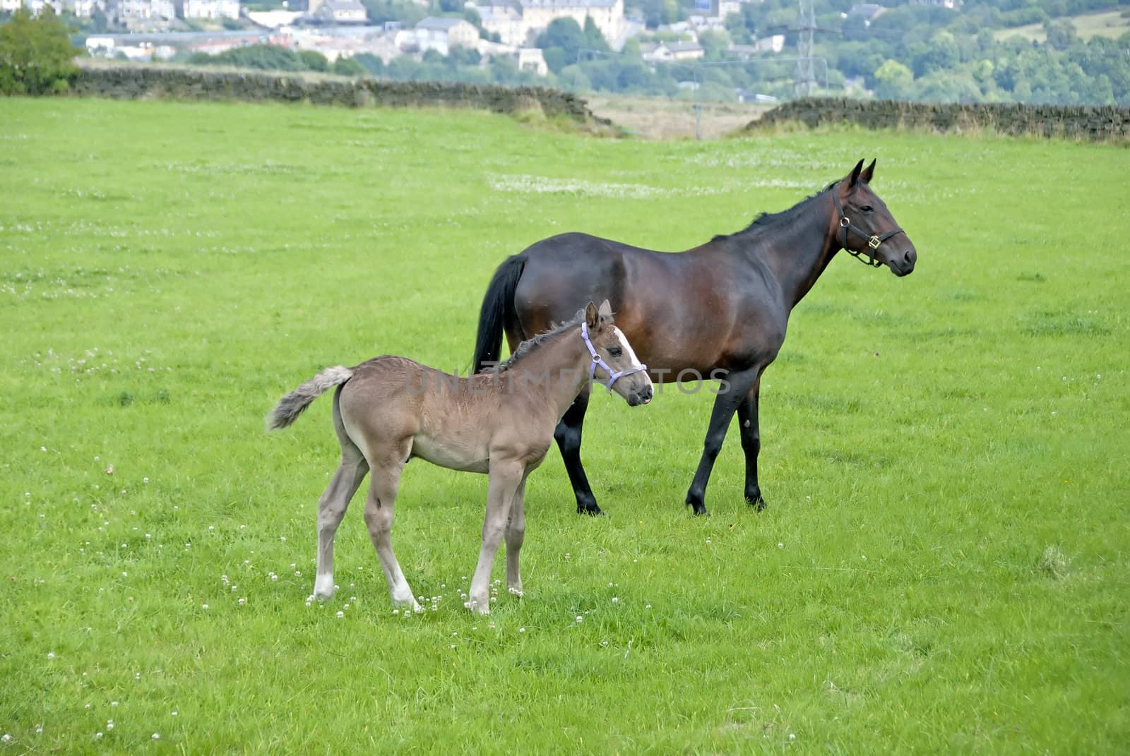 A Chestnut Mare and Four Week Foal in a moorland field in Yorkshire