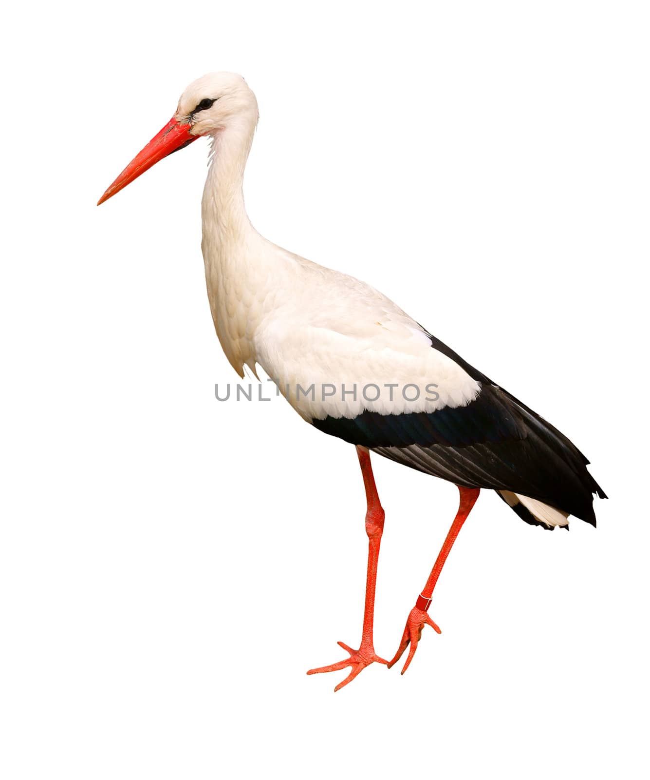 Great white stork, isolated on background