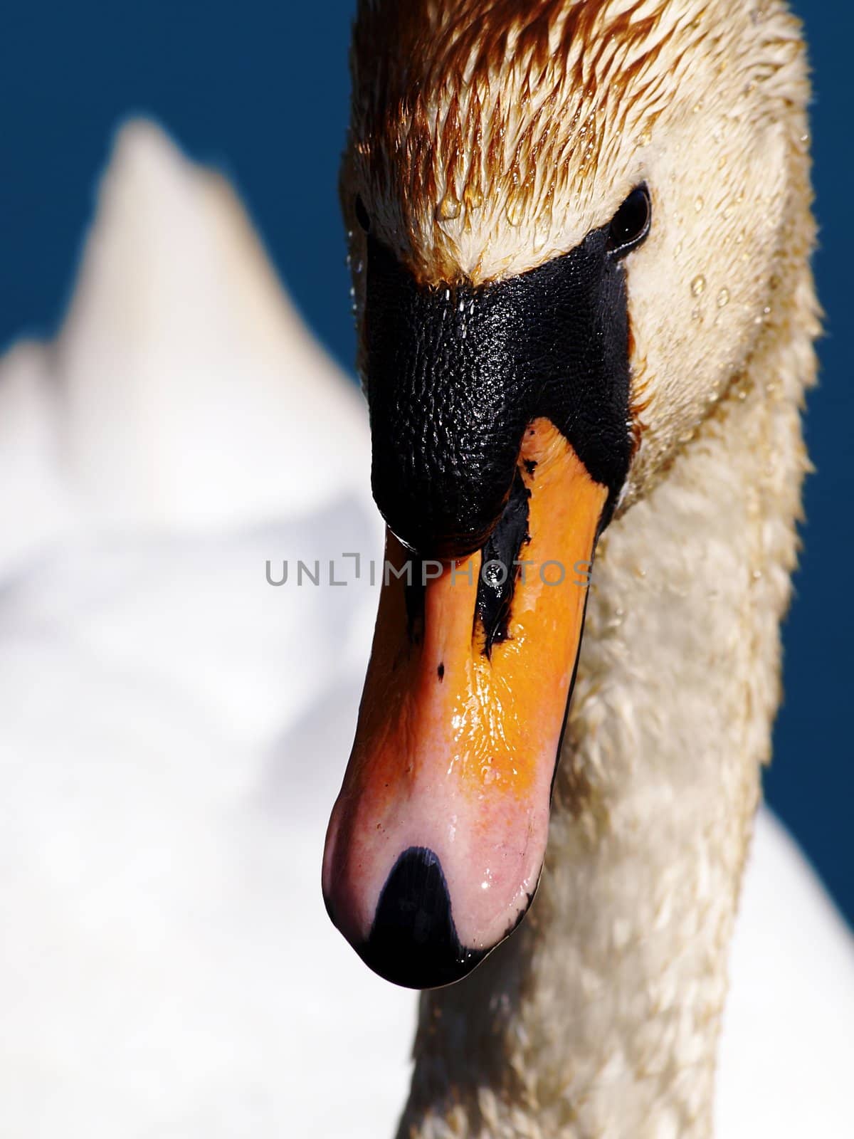 Portrait of mute swan, isolated head with beak