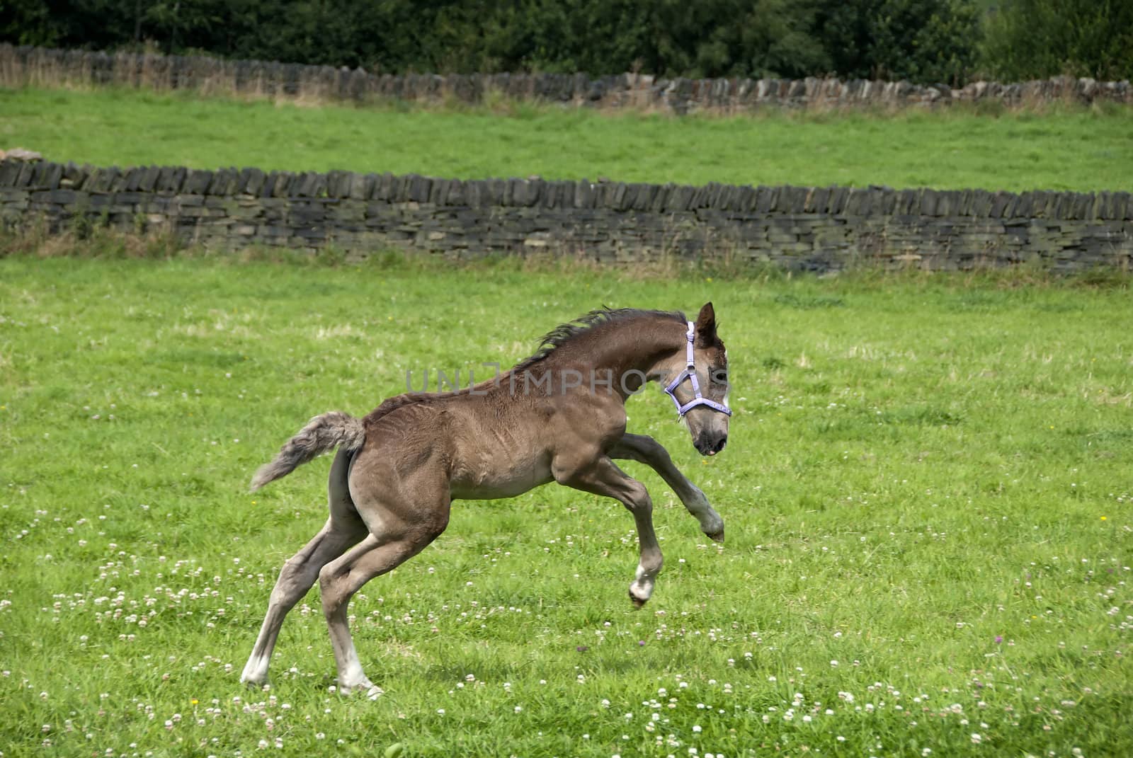 A Four Week old Foal prancing in a moorland field in Yorkshire