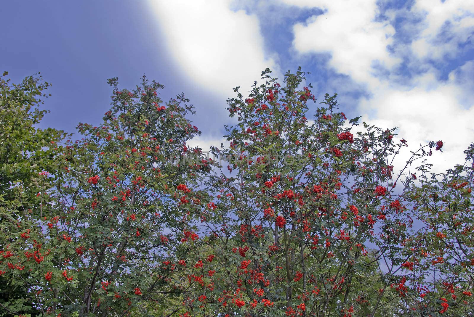 A Bush laden with Rowanberries against a blue sky