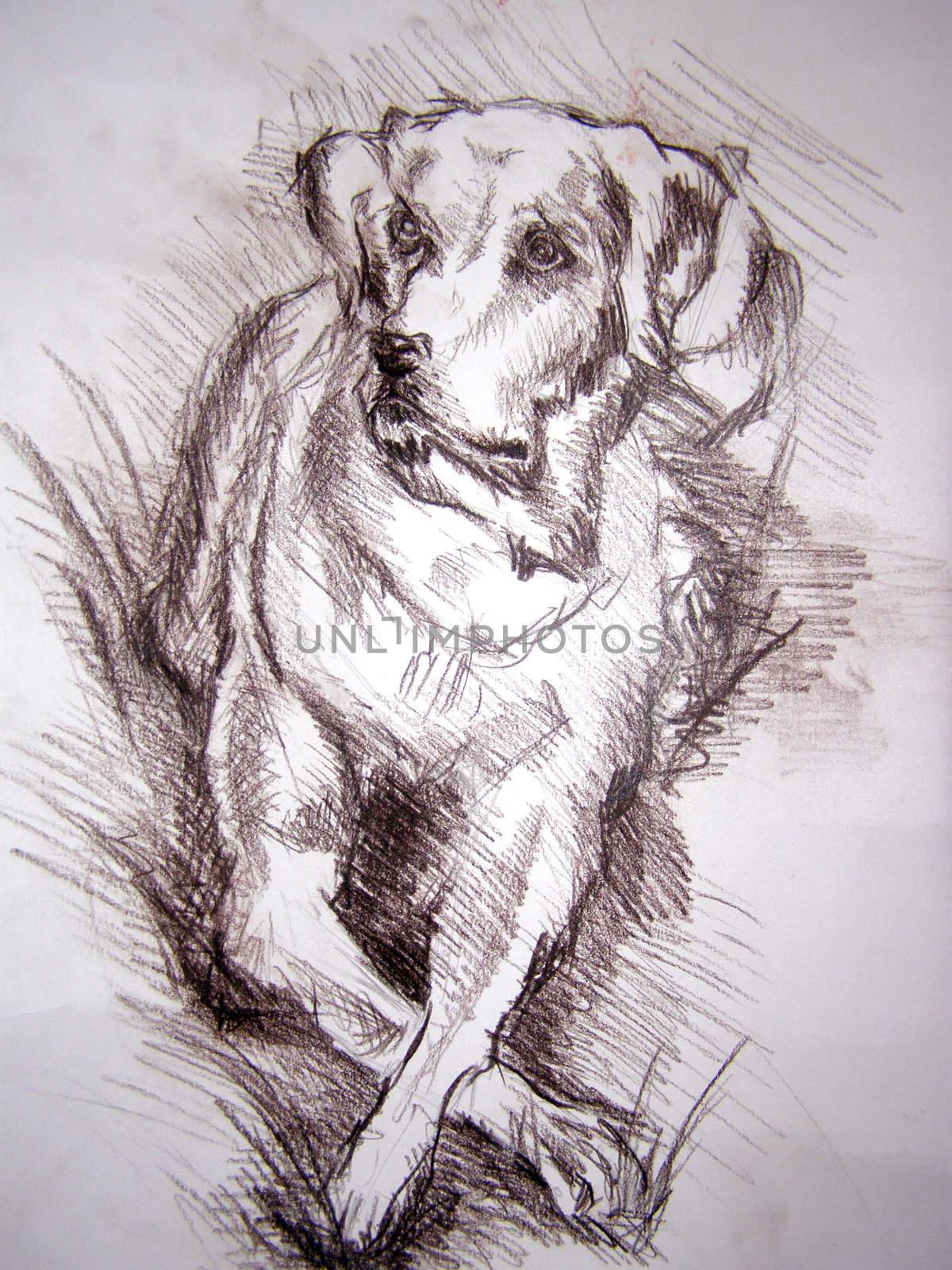 pencil drawing of the dog