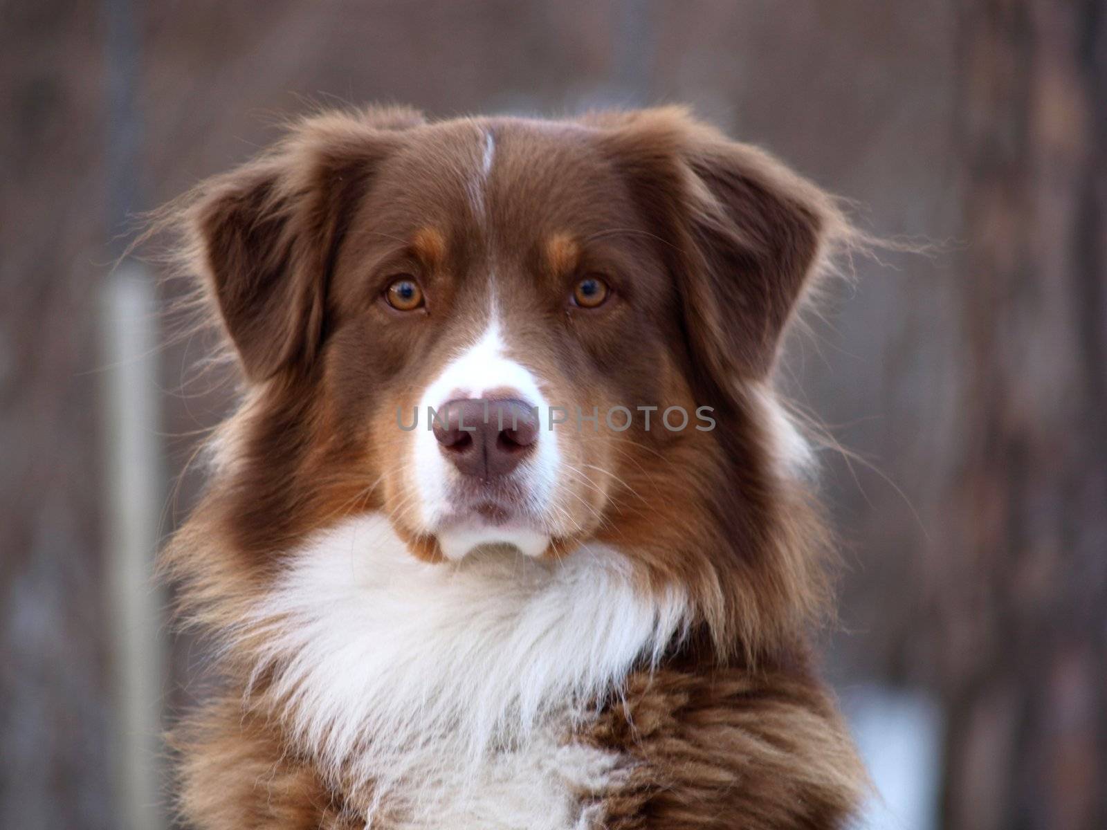Brown guardian dog, looking towards the camera