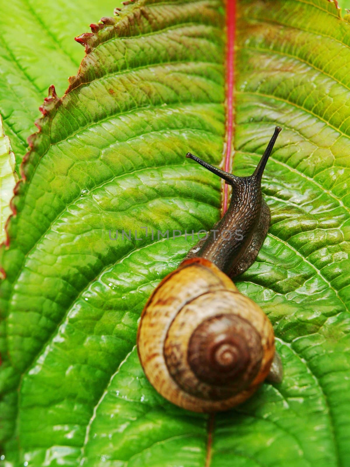 Snail with house by Arvebettum