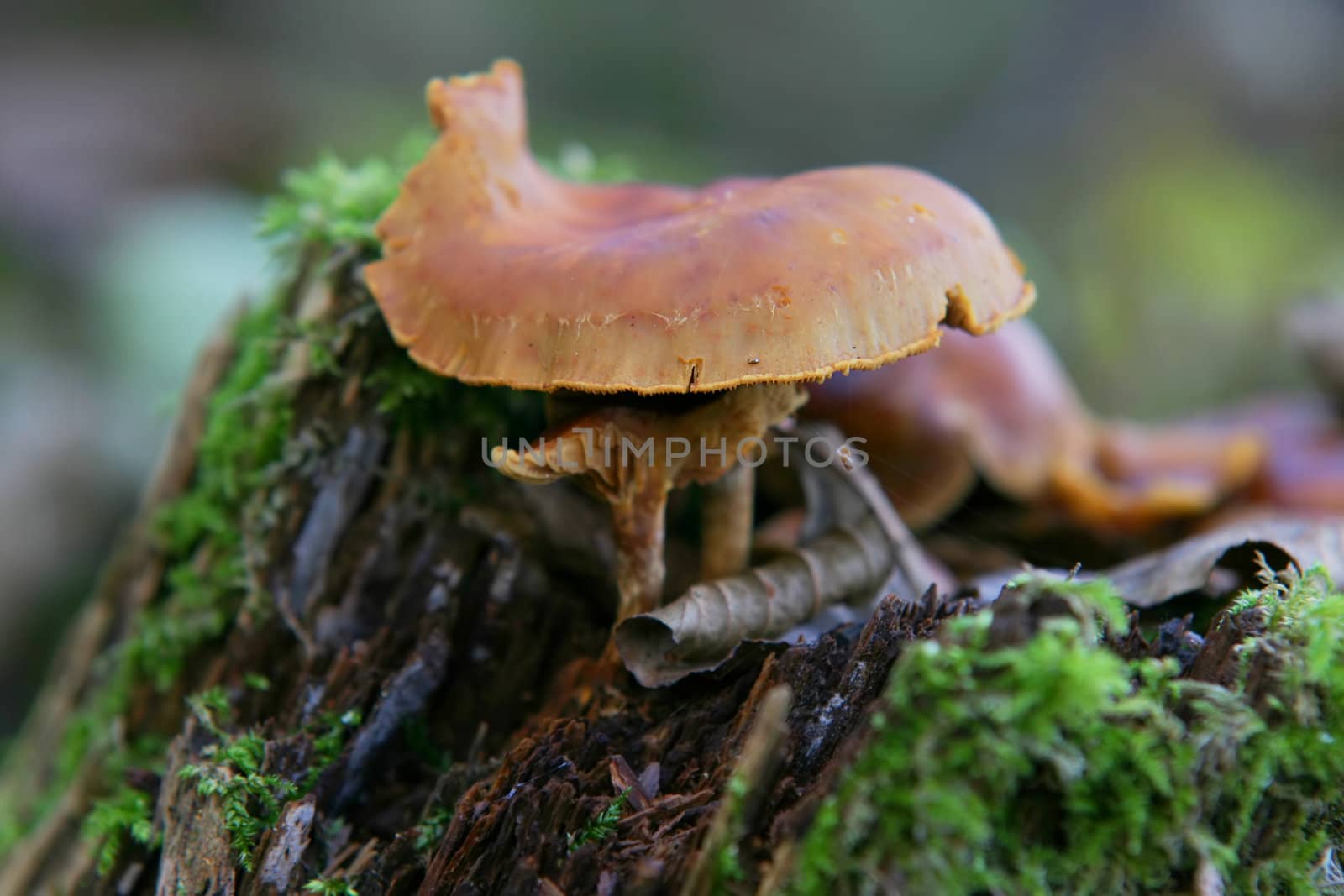 Mushroom on trunk