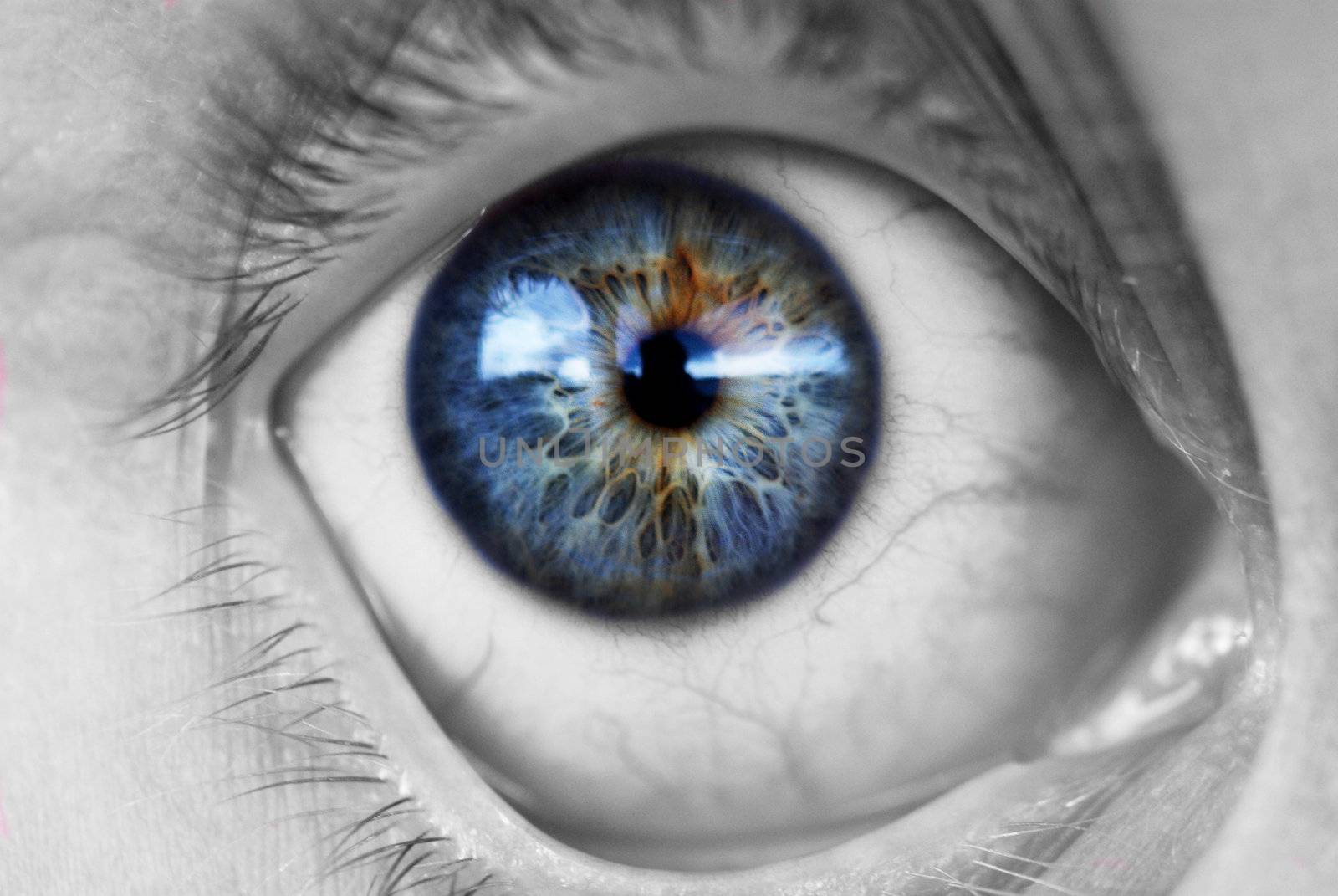 Blue female eye. Photographed up close. The iris is the colored. Everything else is black and white.