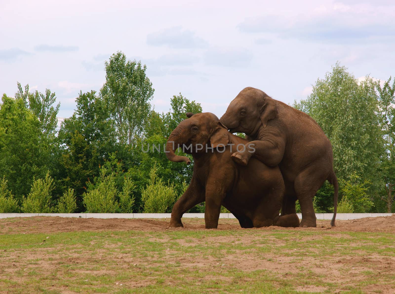 Elephants, trying to make a small elephant