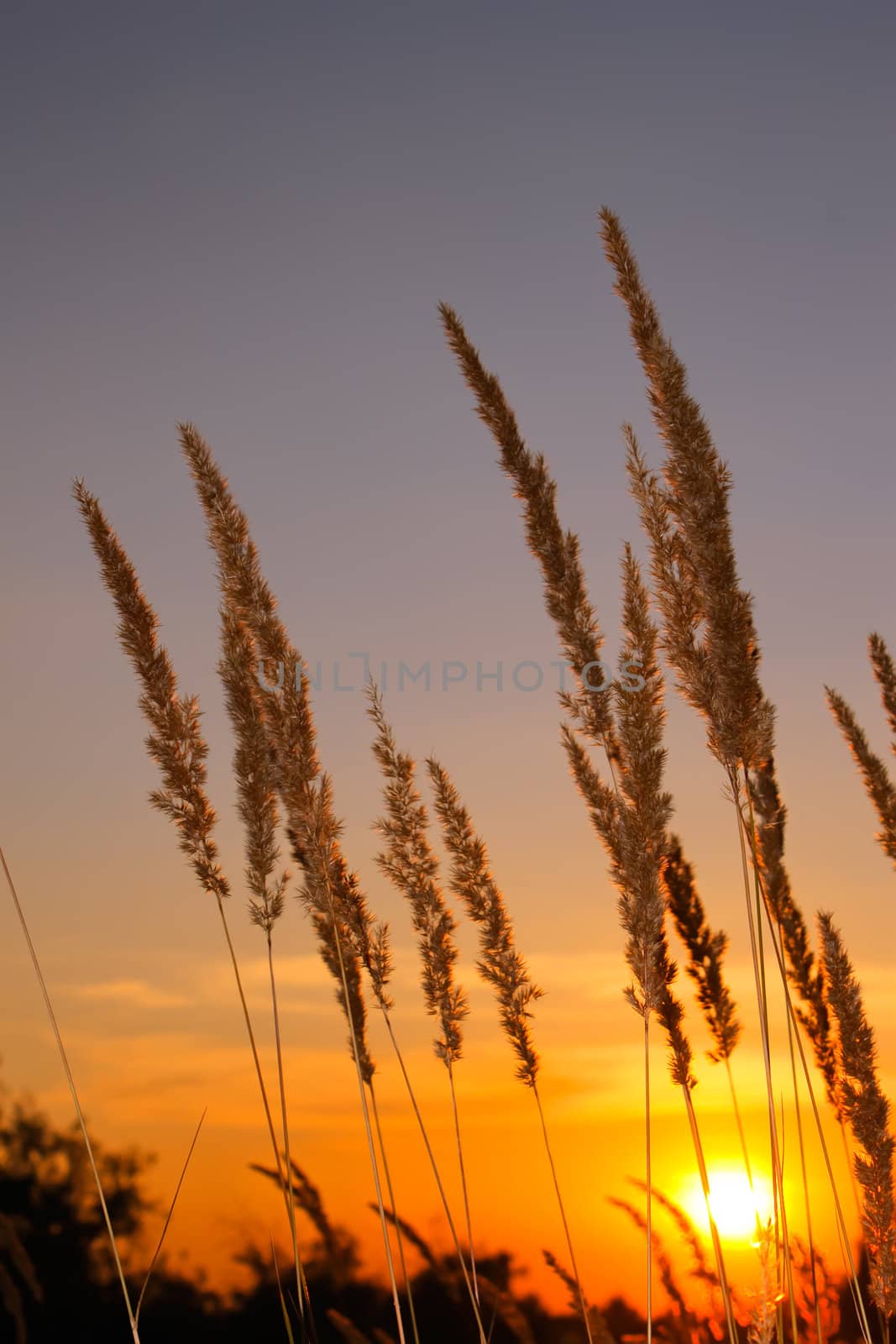 Sunset in the steppe. Tops cereal herbs illuminated setting sun rays