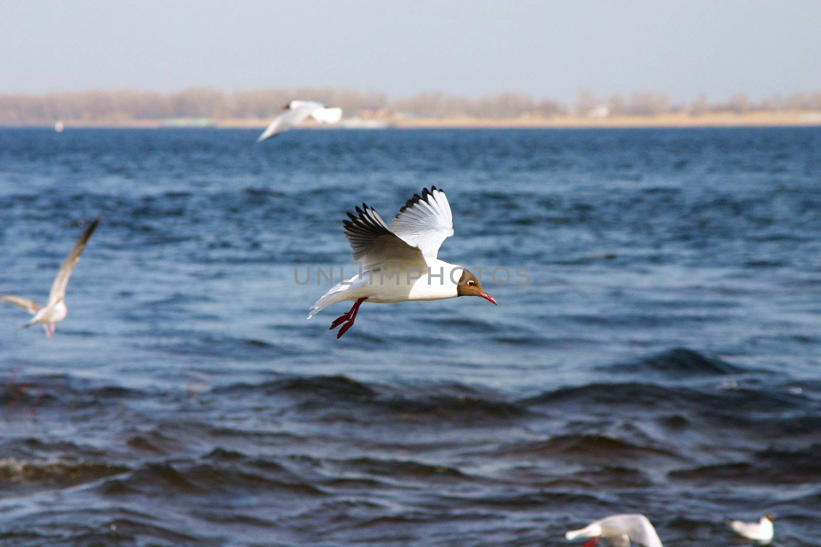 The seagull flies above the black sea